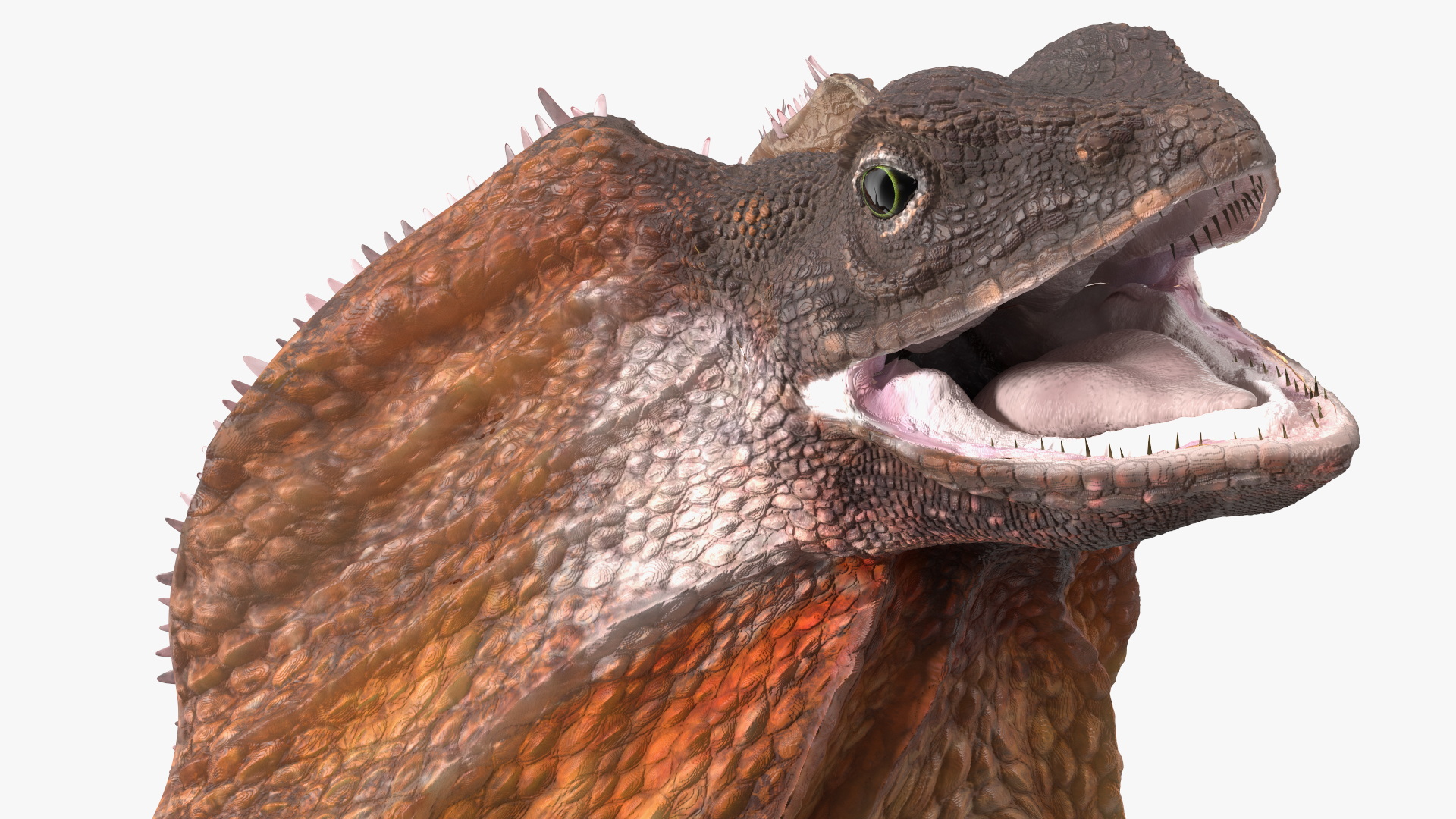 Chlamydosaurus Kingii Angry Pose 3D