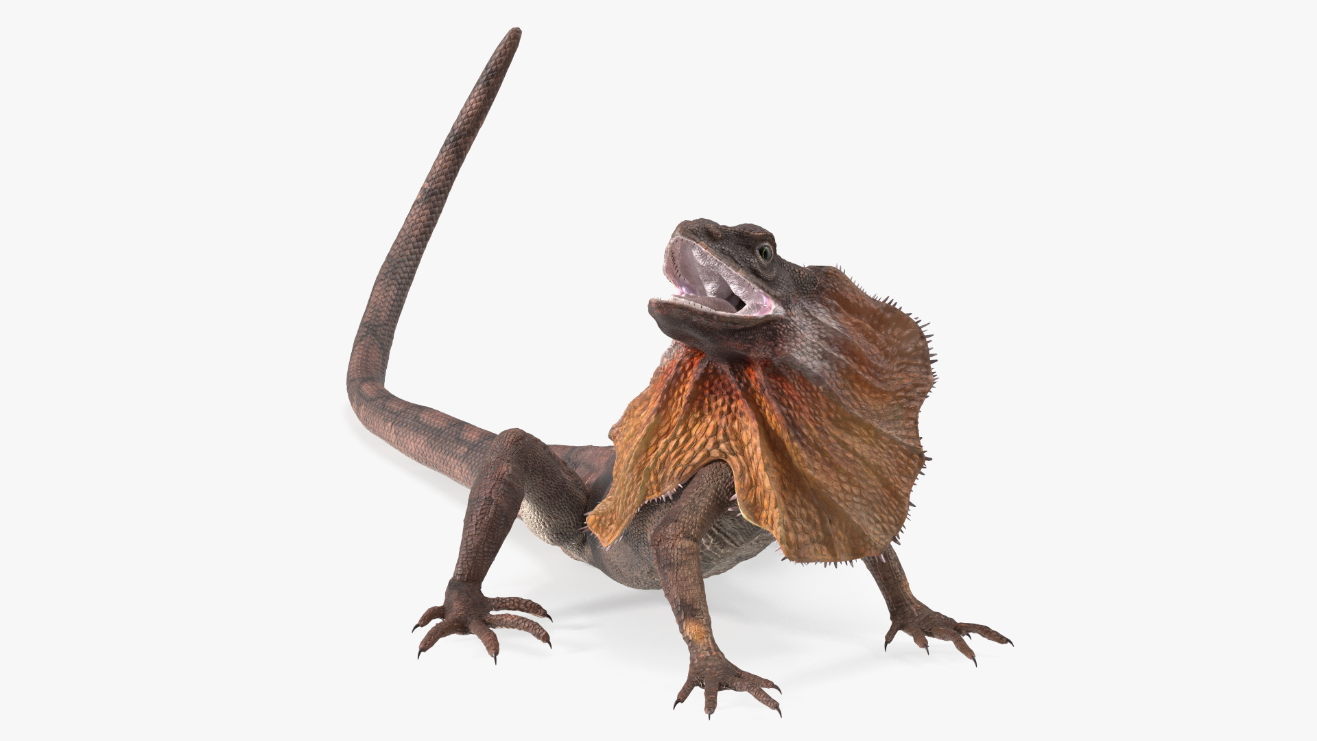 Chlamydosaurus Kingii Angry Pose 3D
