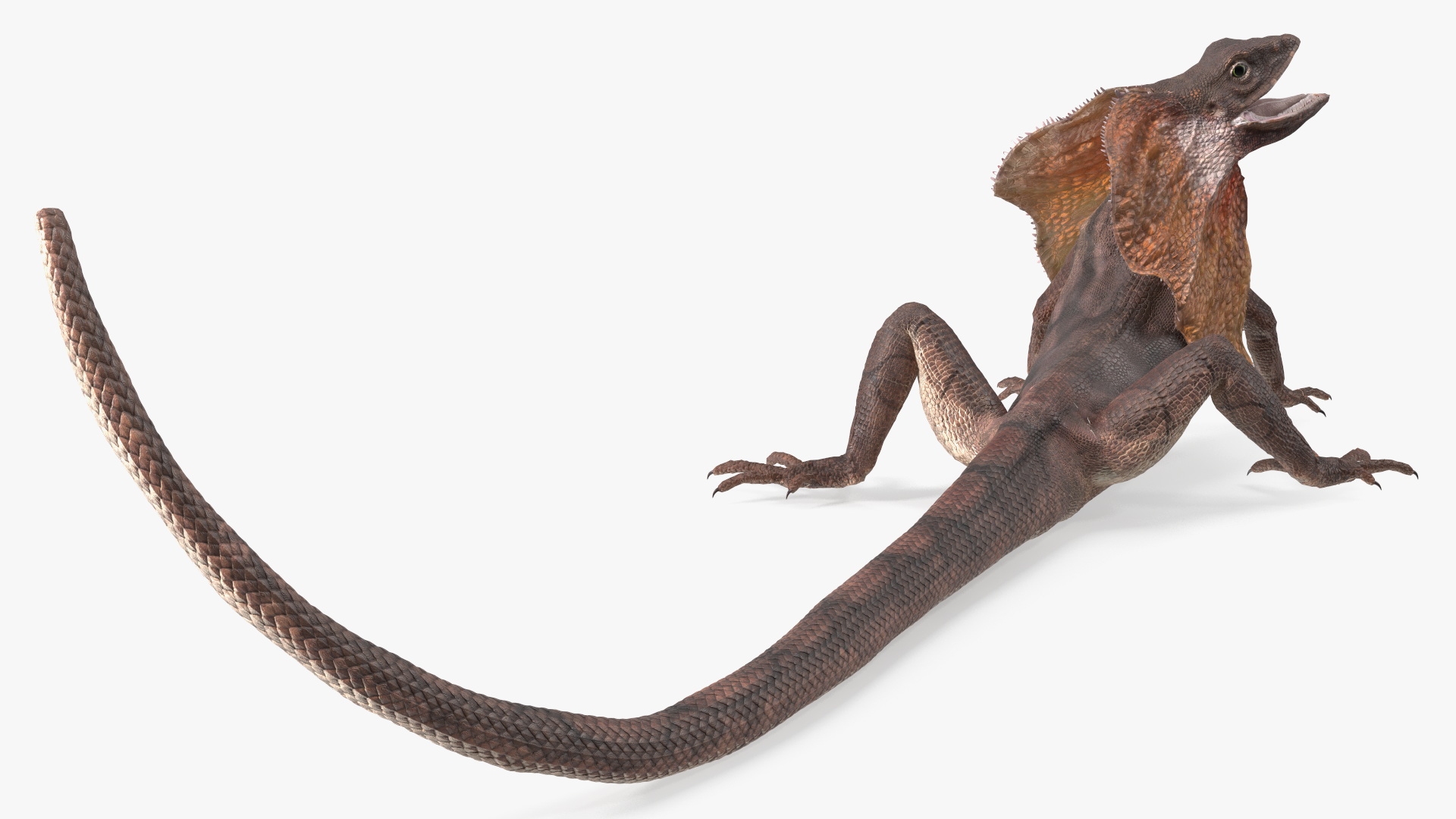 Chlamydosaurus Kingii Angry Pose 3D
