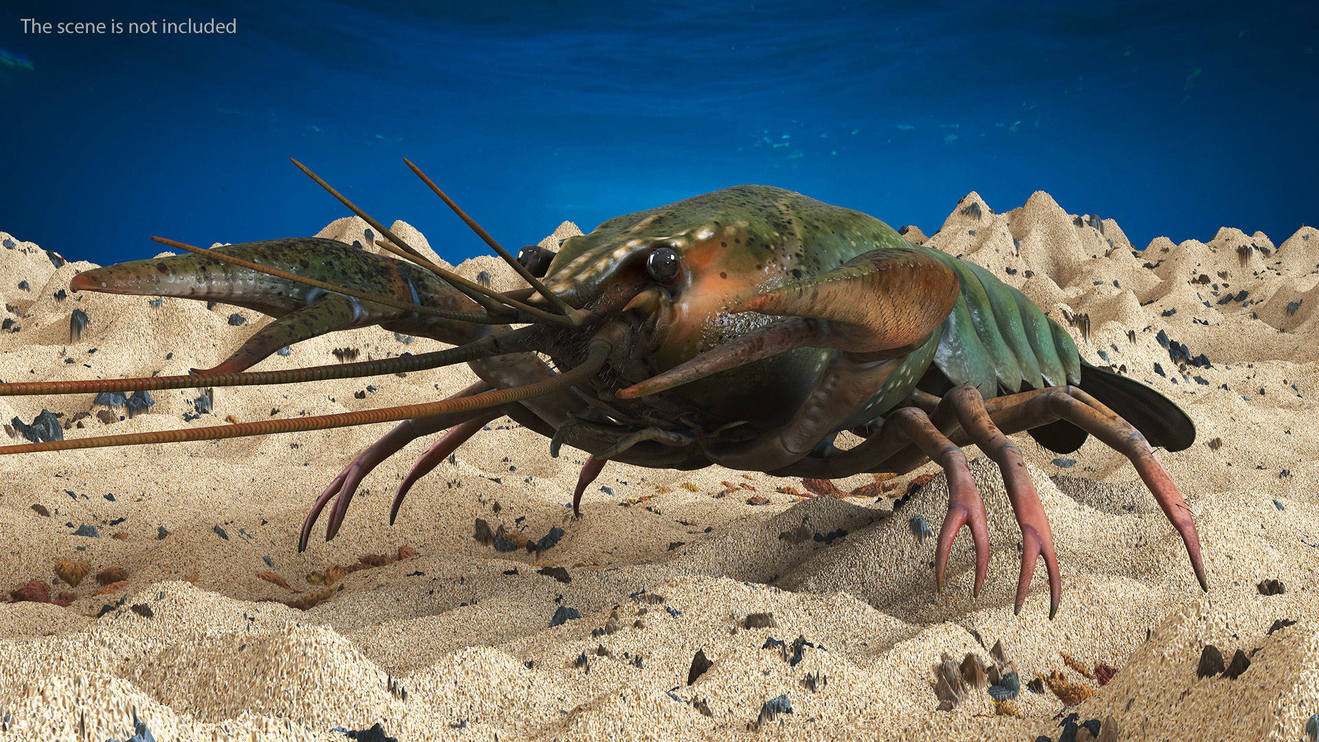 3D Crayfish Grey model