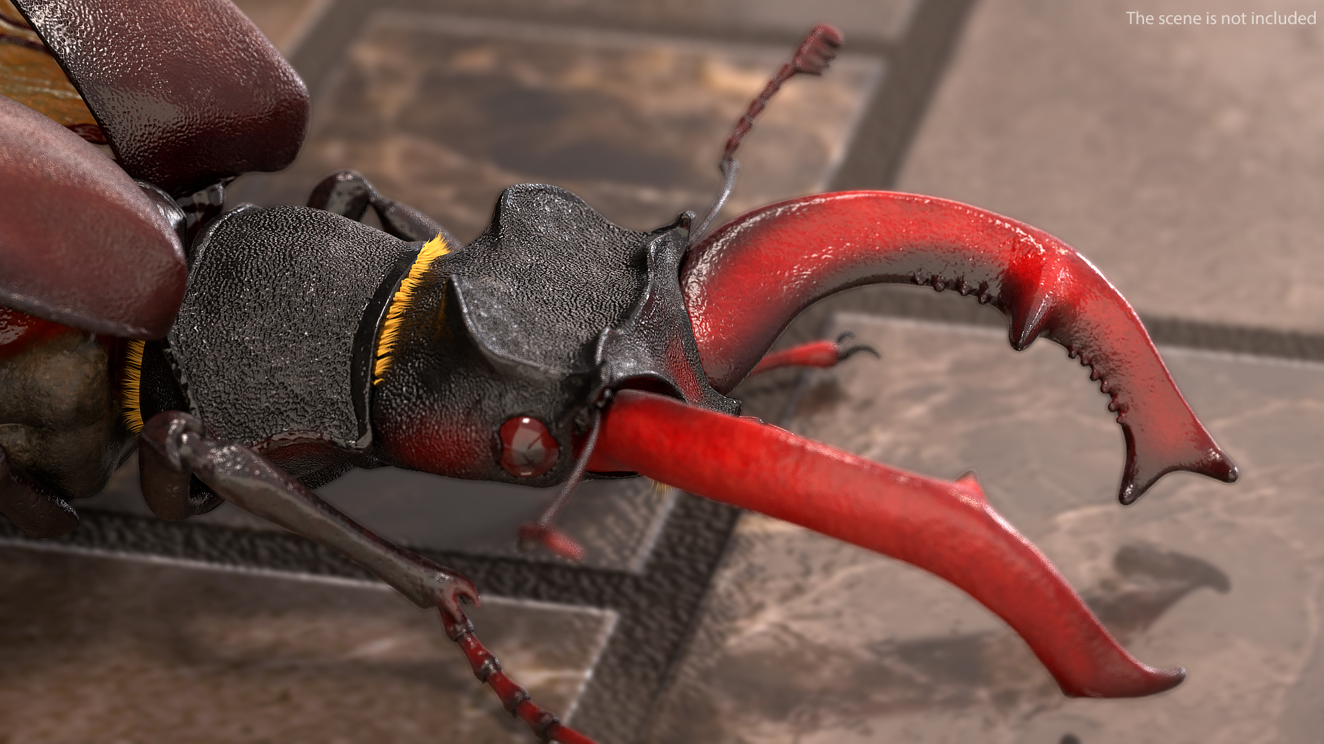 3D model Lucanus Cervus Stag Beetle Fur