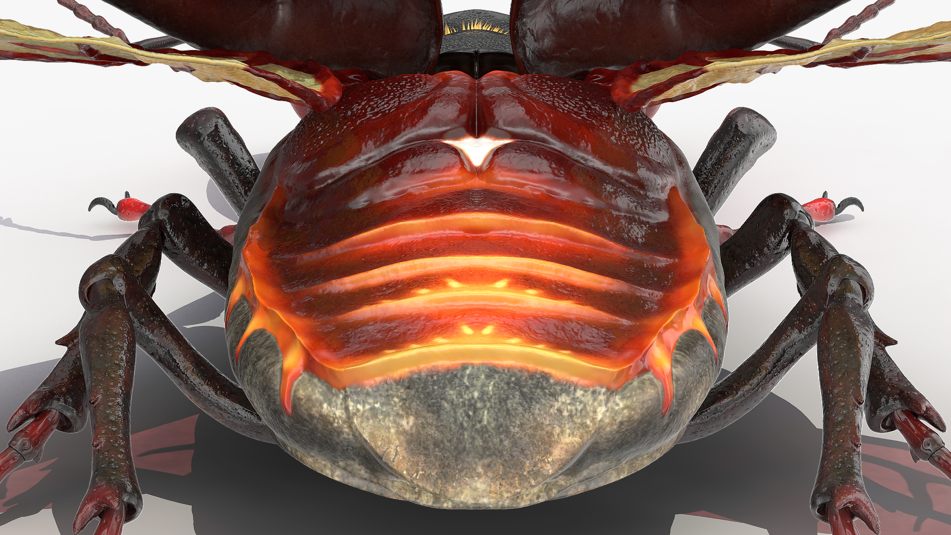 3D model Lucanus Cervus Stag Beetle Fur