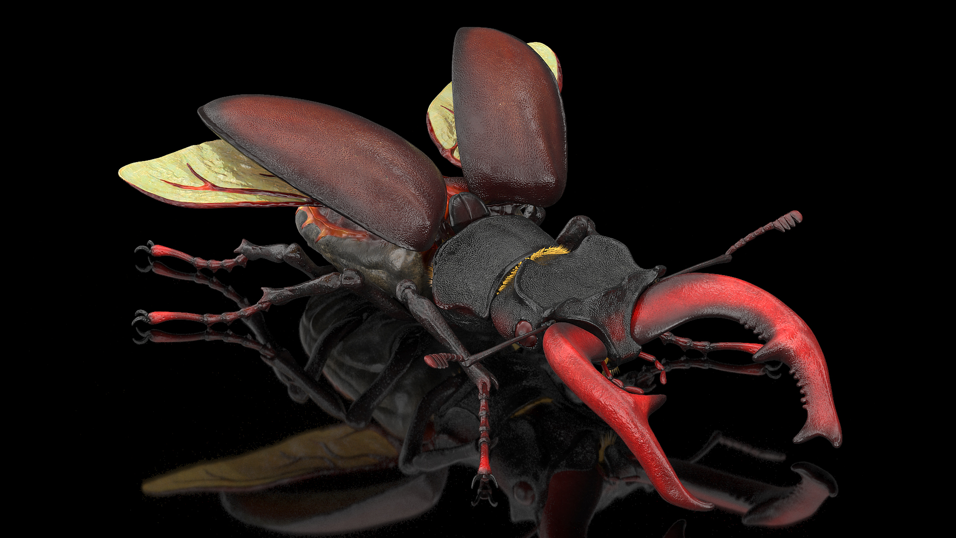 3D model Lucanus Cervus Stag Beetle Fur