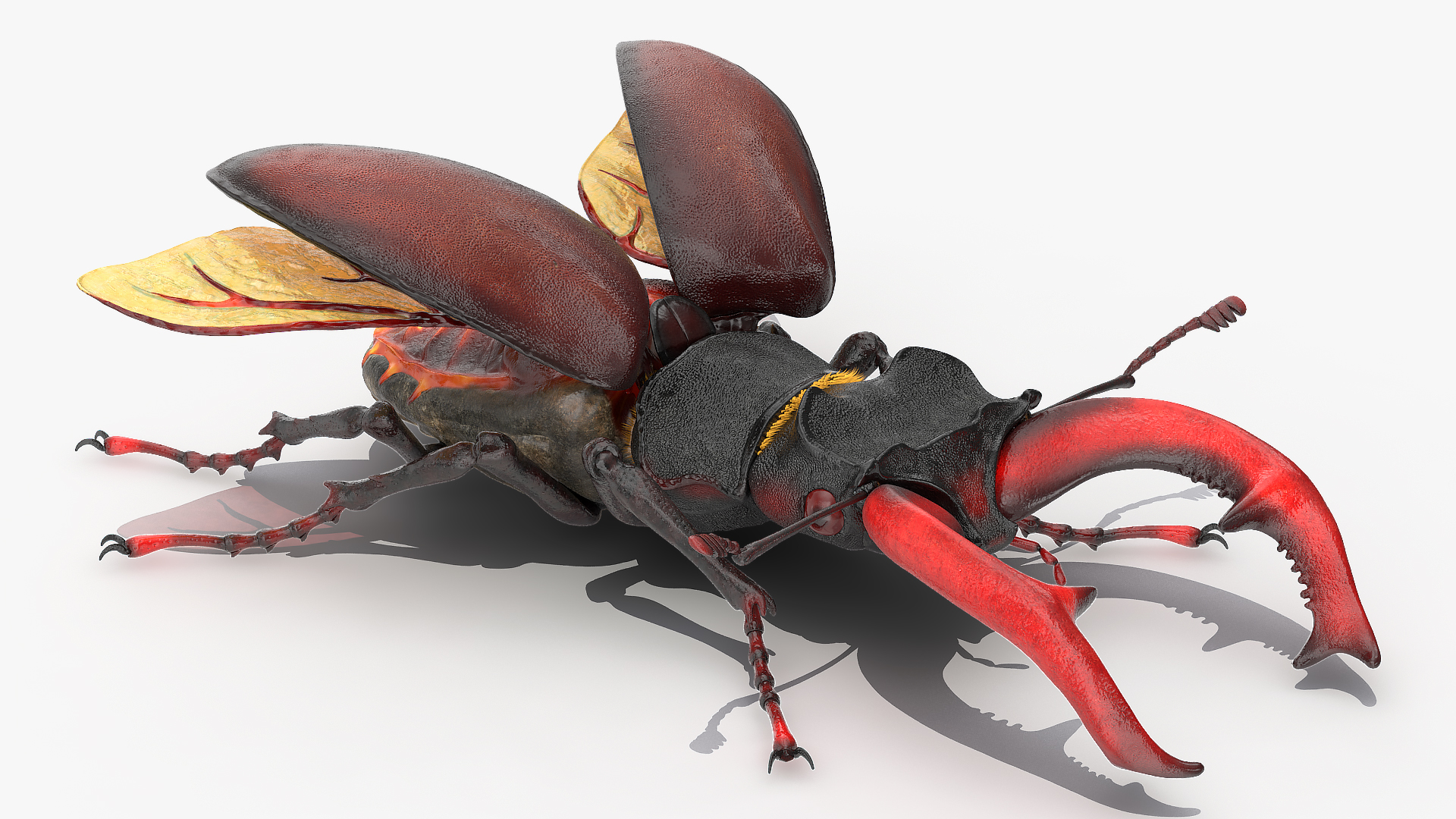 3D model Lucanus Cervus Stag Beetle Fur