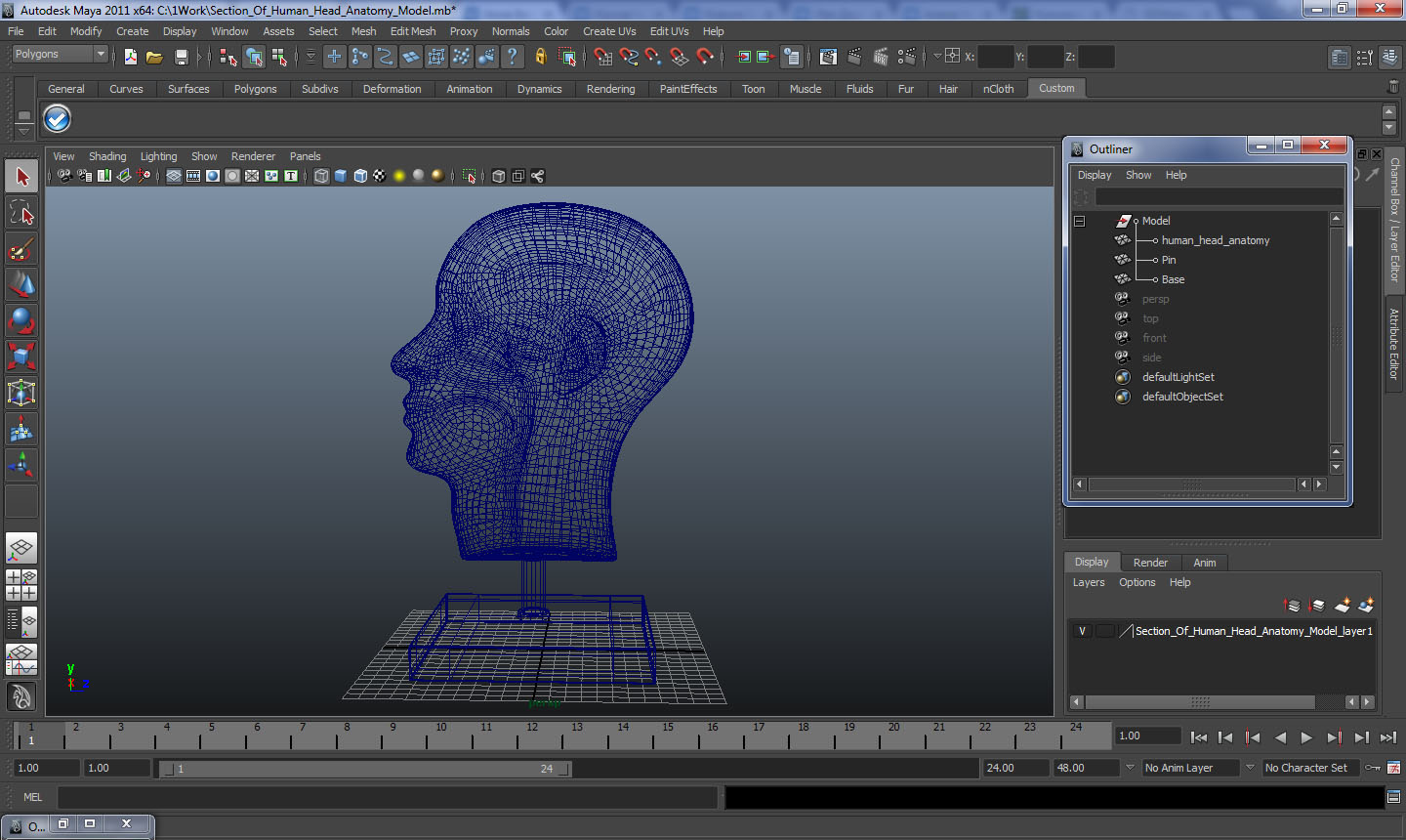 3D model Section Of Human Head Anatomy Model