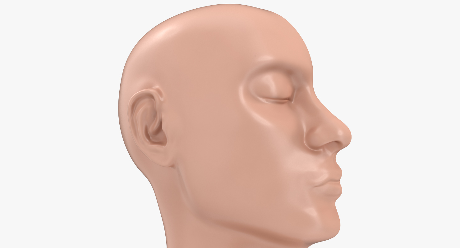 3D model Section Of Human Head Anatomy Model
