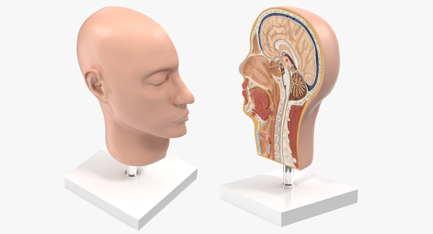 3D model Section Of Human Head Anatomy Model