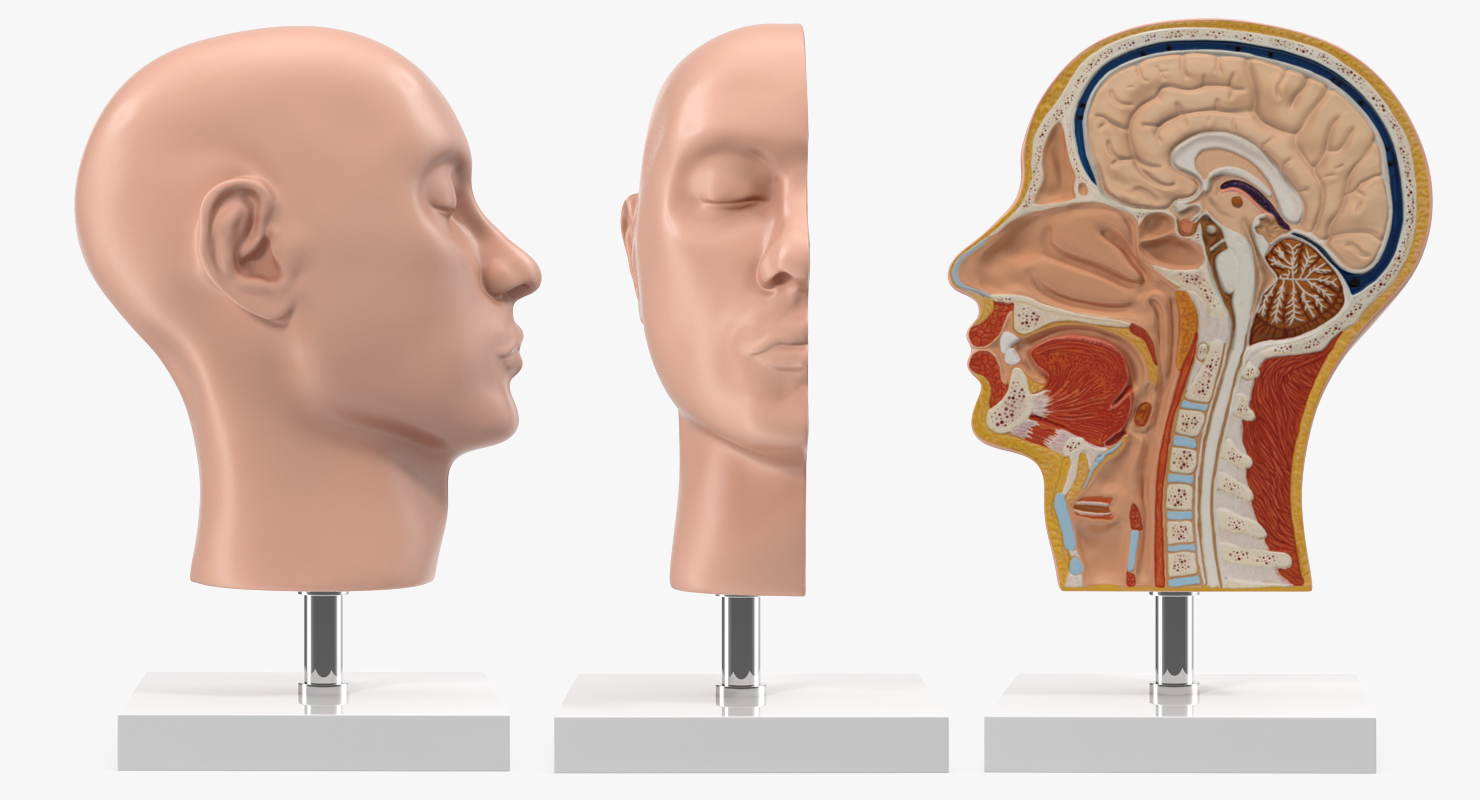 3D model Section Of Human Head Anatomy Model