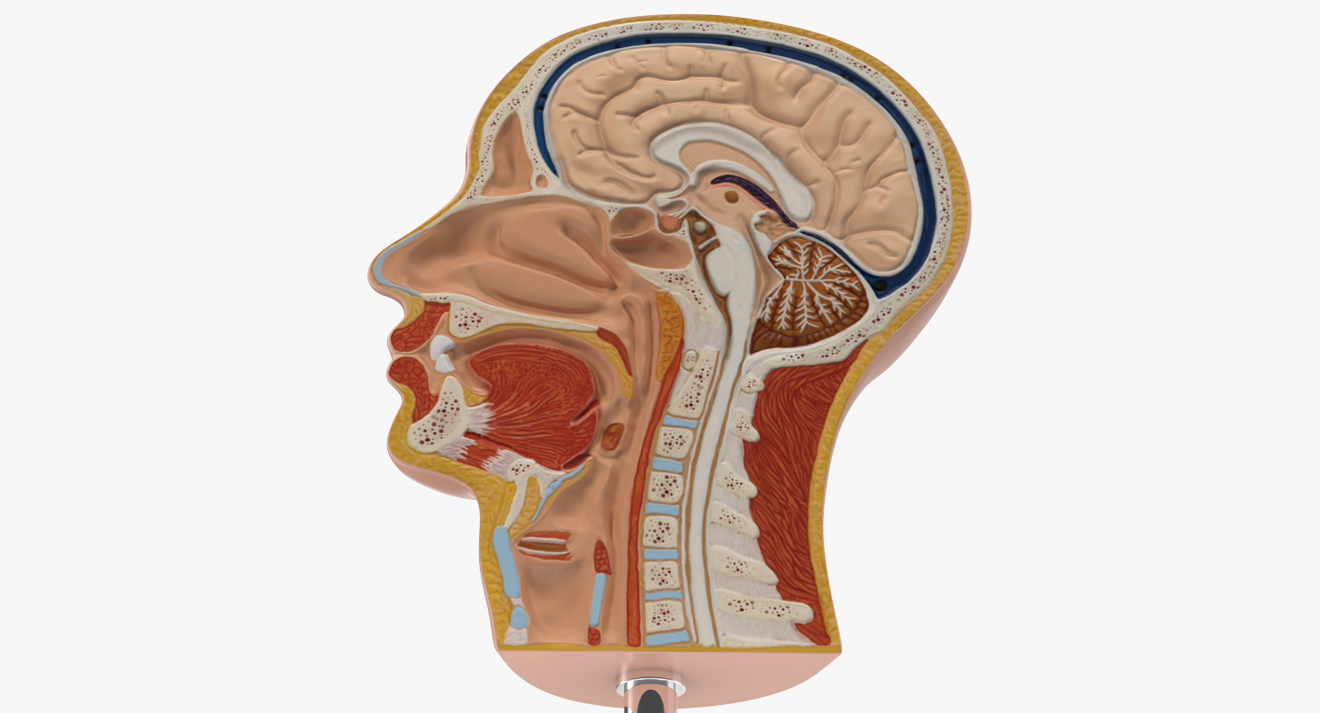 3D model Section Of Human Head Anatomy Model