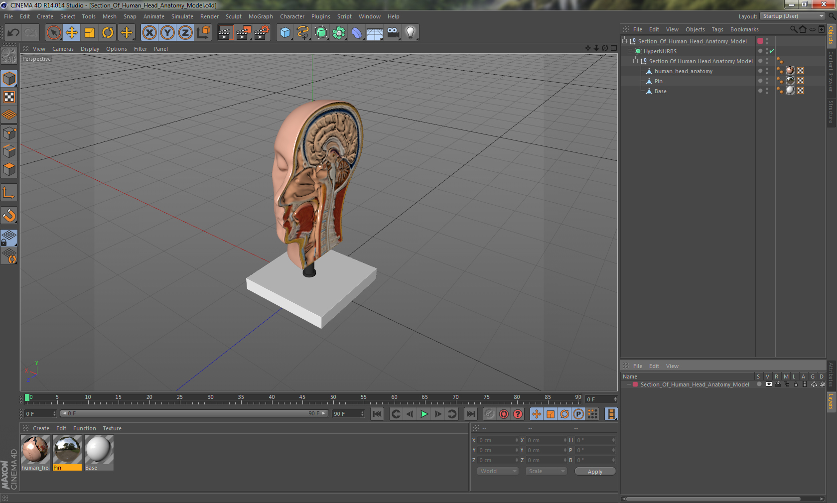 3D model Section Of Human Head Anatomy Model