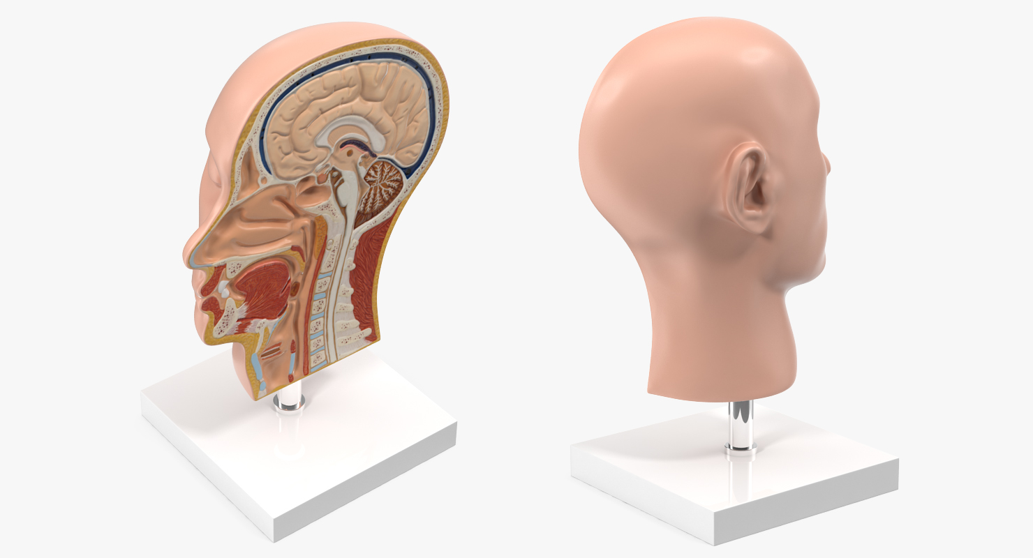 3D model Section Of Human Head Anatomy Model
