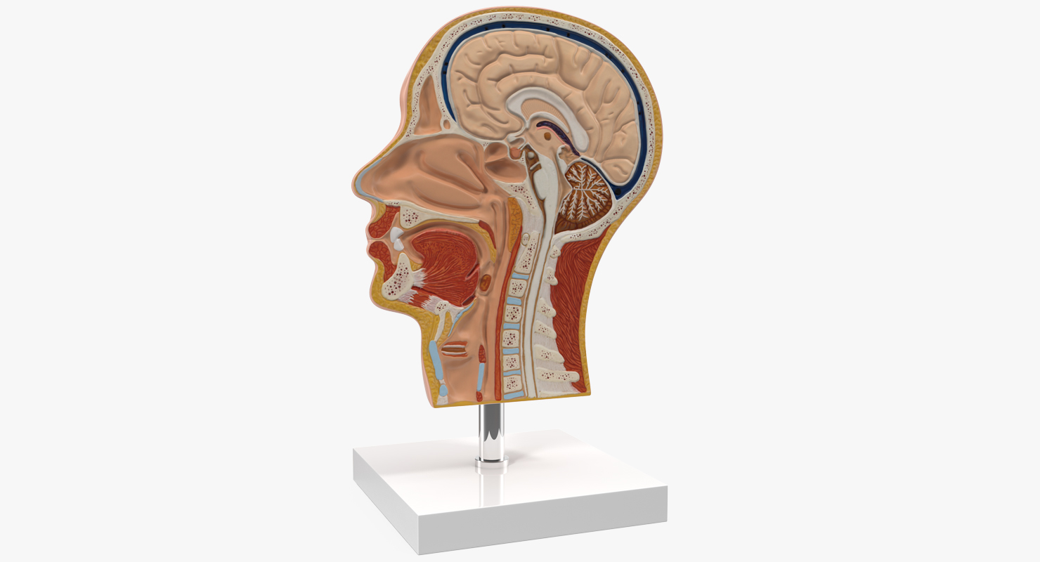 3D model Section Of Human Head Anatomy Model