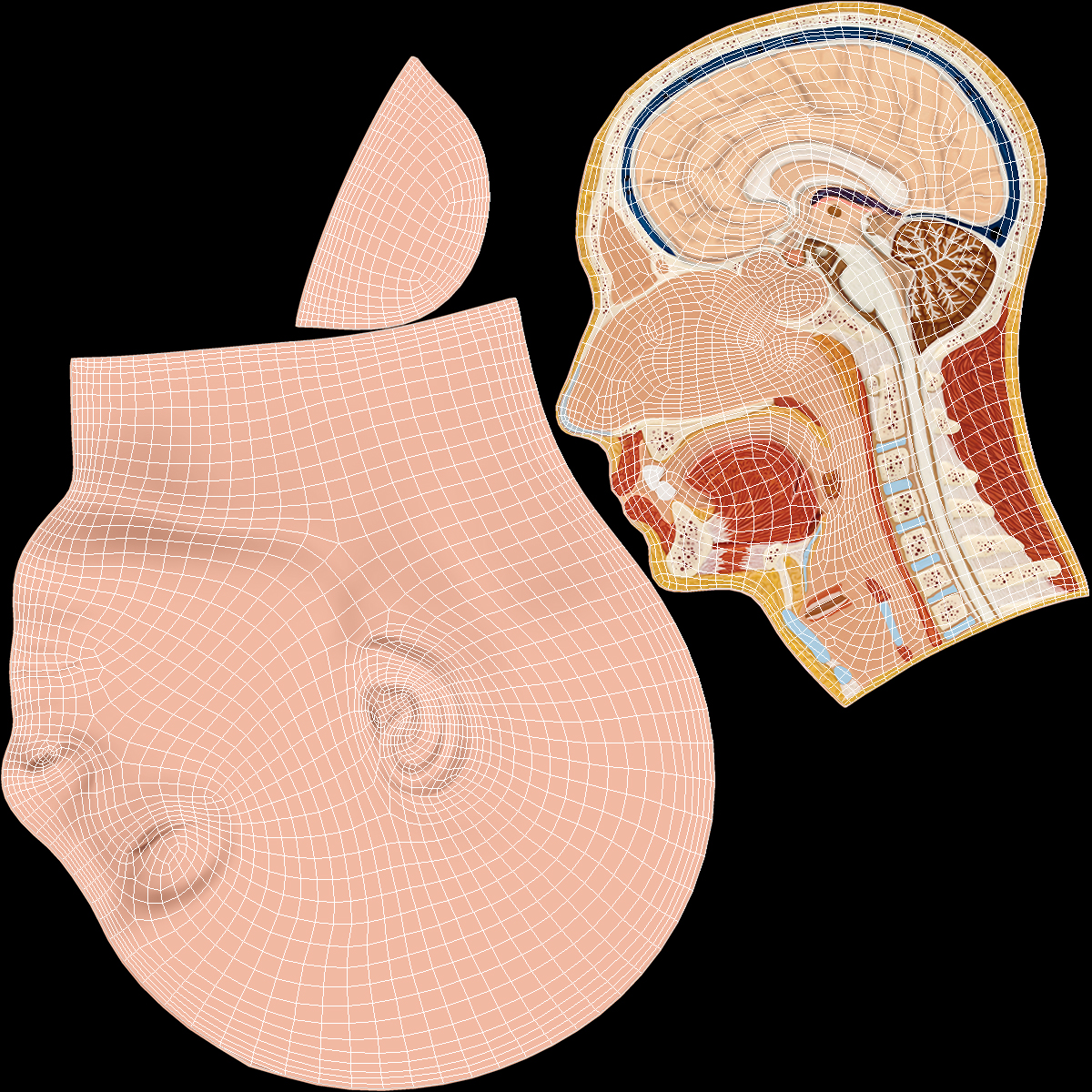 3D model Section Of Human Head Anatomy Model