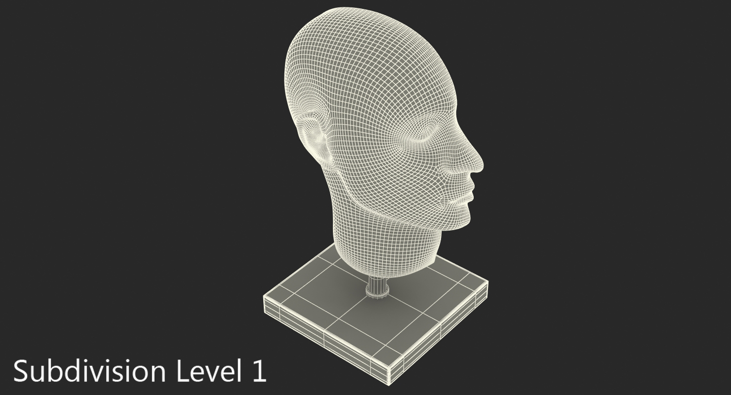 3D model Section Of Human Head Anatomy Model