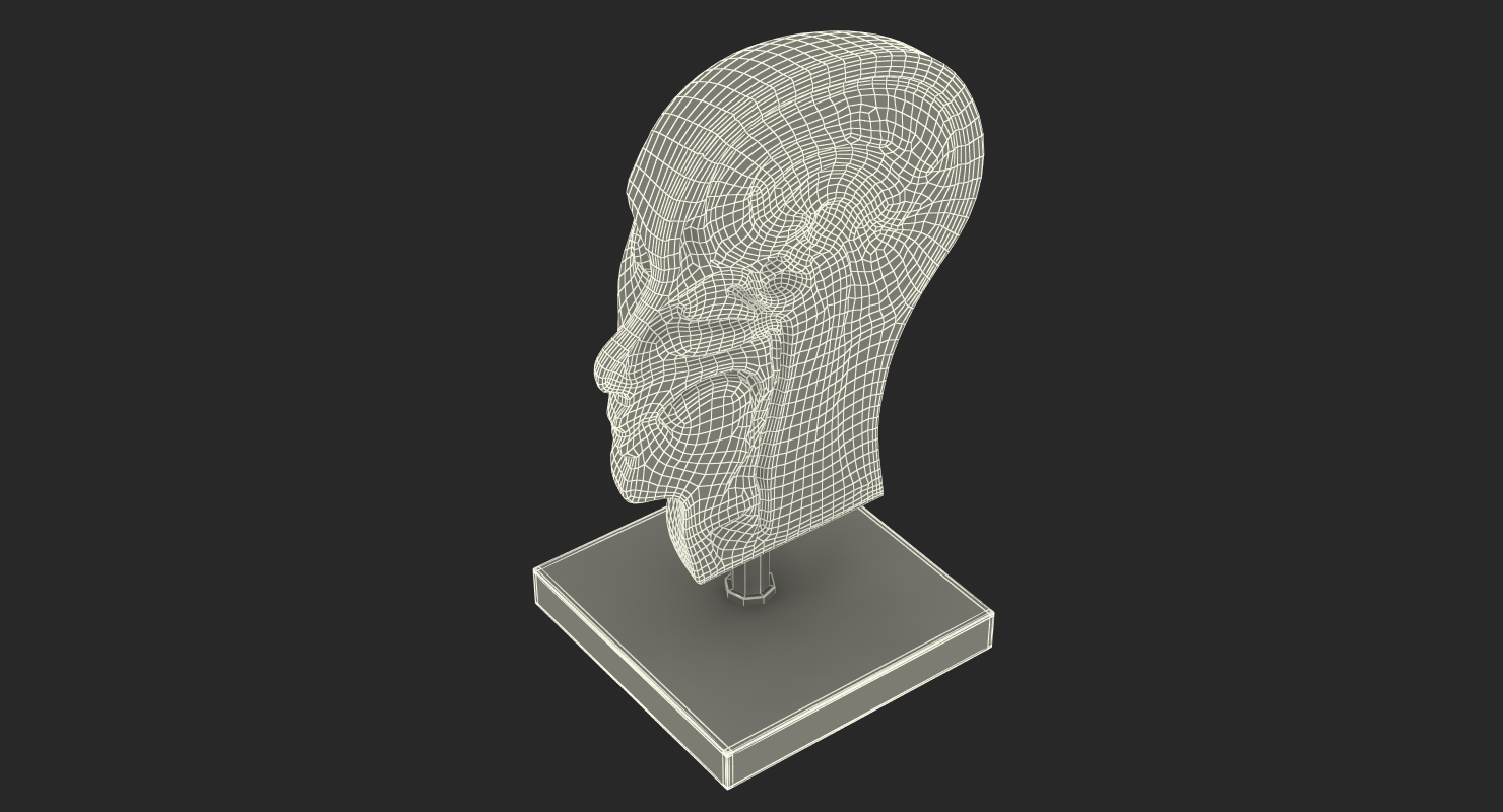3D model Section Of Human Head Anatomy Model