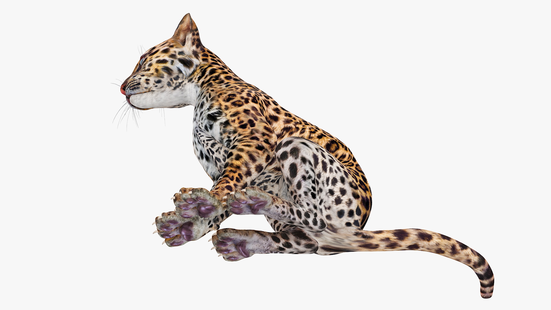 Leopard Cub Sitting Pose 3D model
