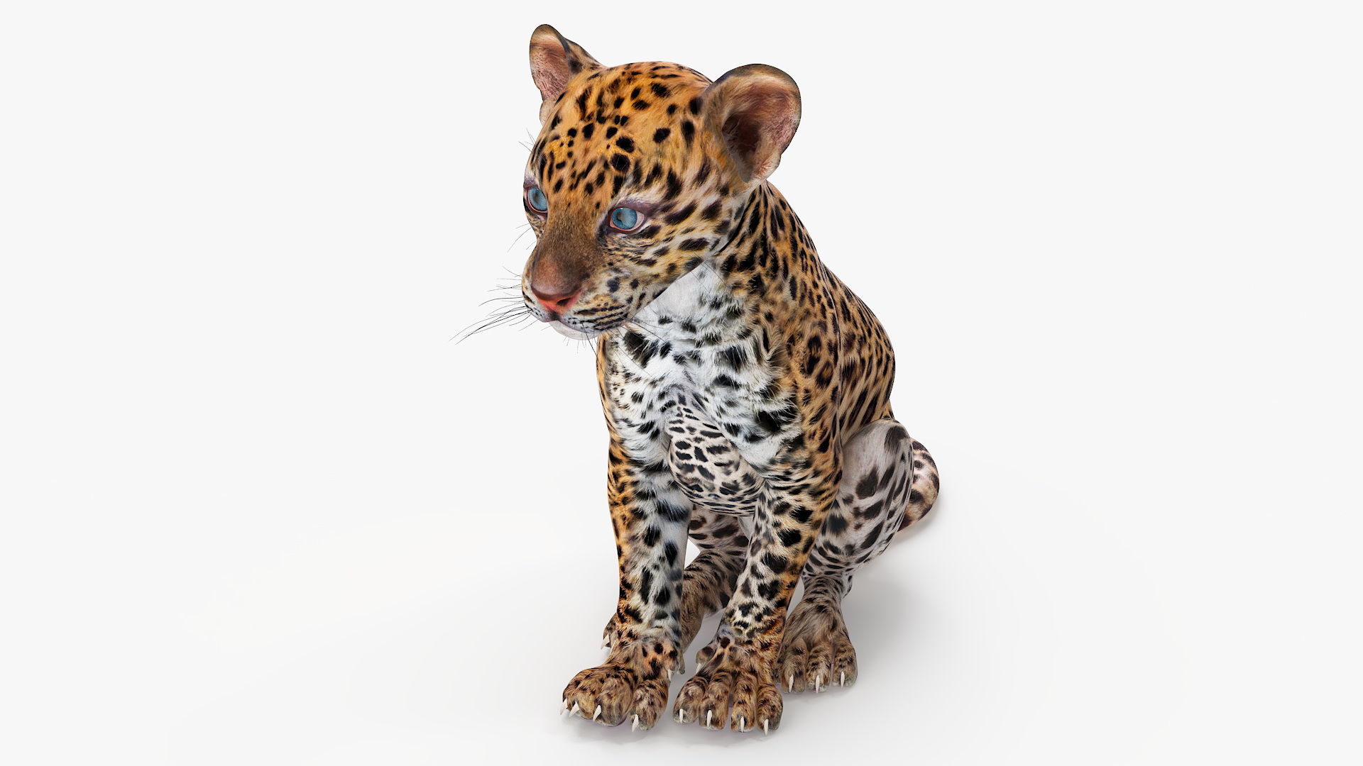 Leopard Cub Sitting Pose 3D model