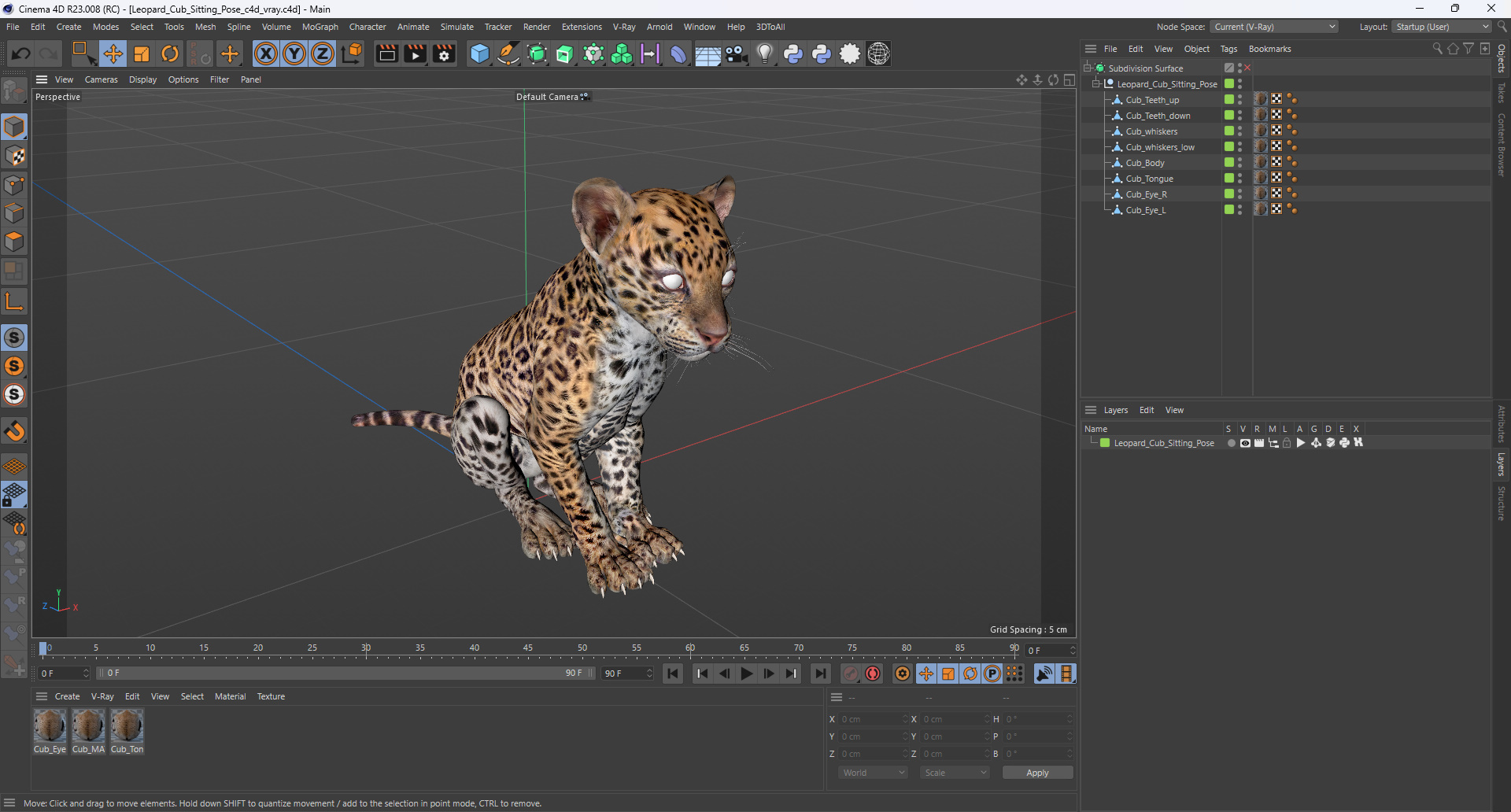 Leopard Cub Sitting Pose 3D model