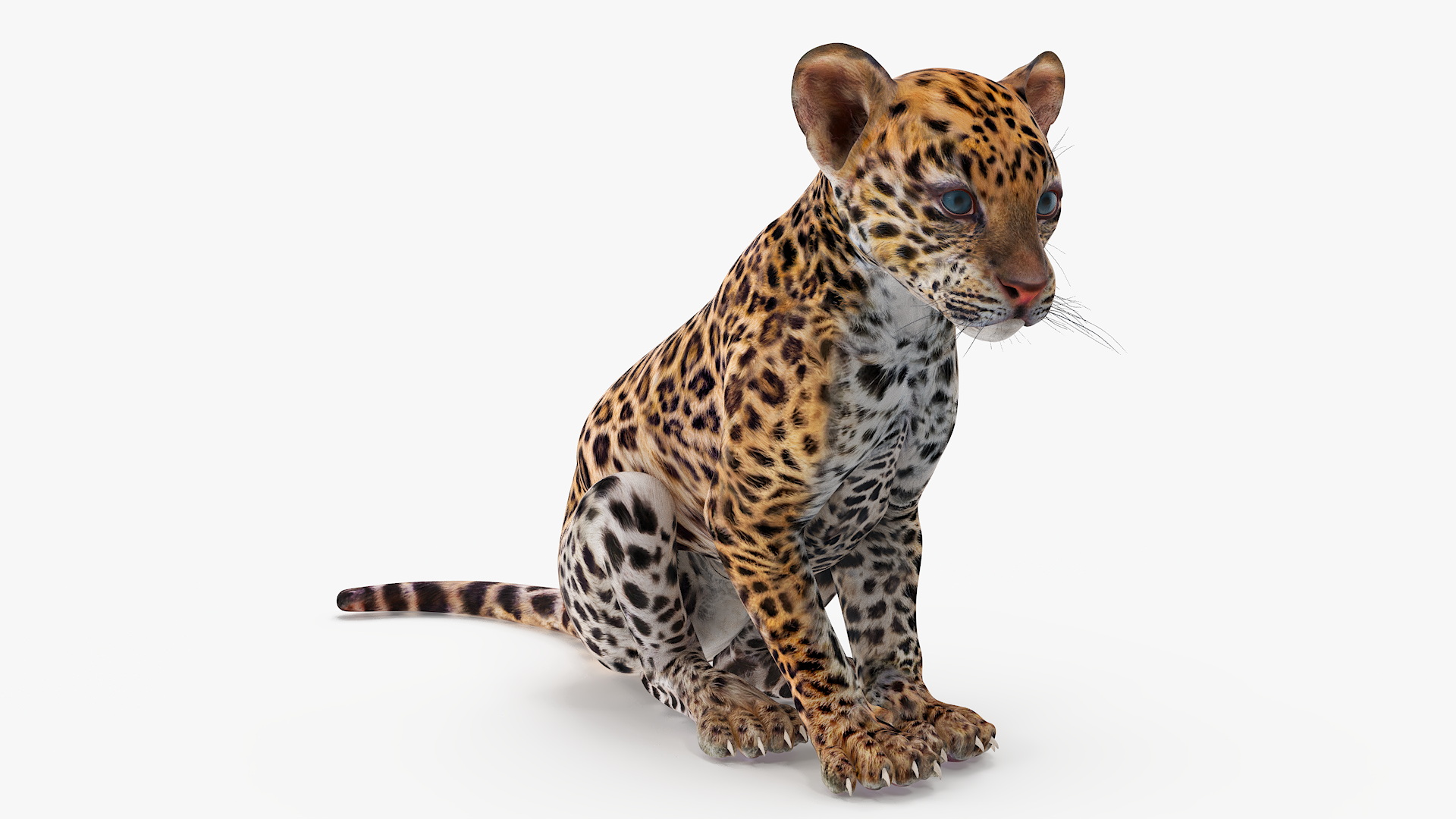 Leopard Cub Sitting Pose 3D model
