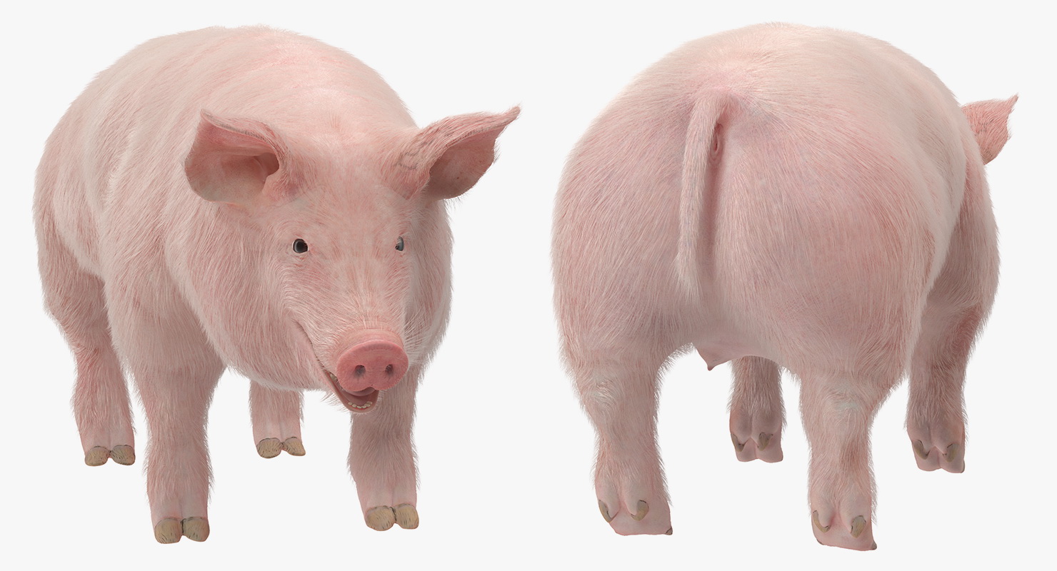 3D model Pig Sow Landrace with Fur