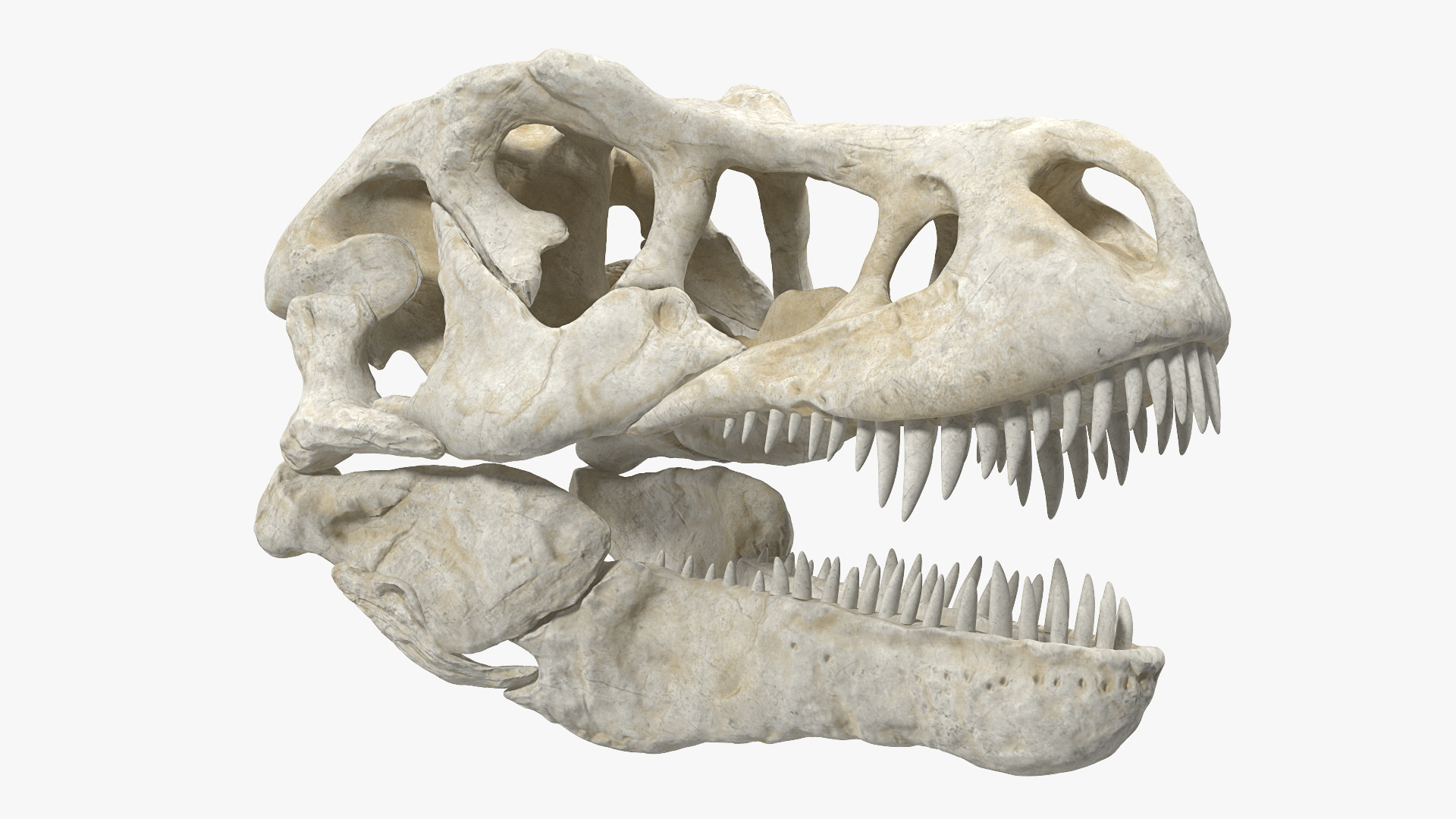 Tyrannosaurus Rex Skeleton with Skin Walking Pose 3D model