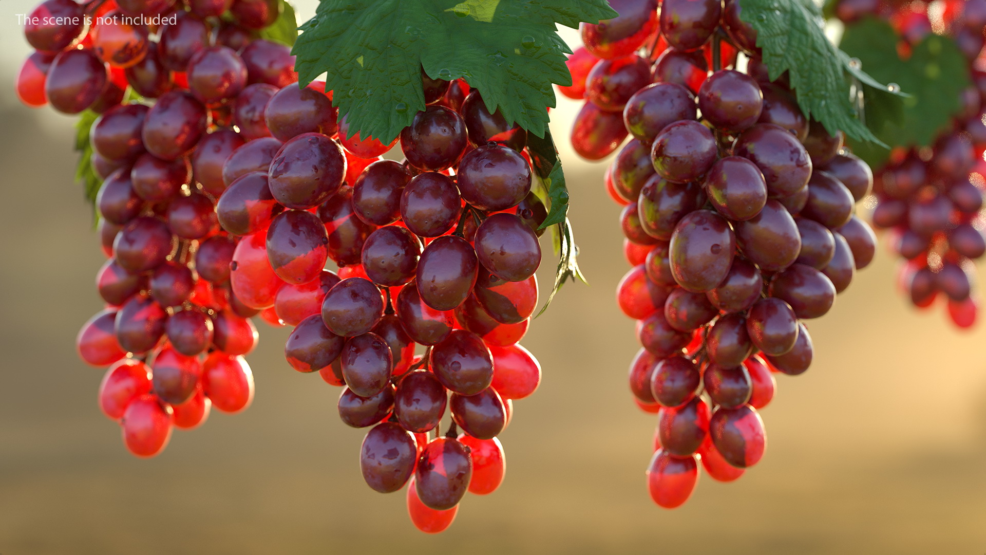 3D model Bunch of Pink Grapes
