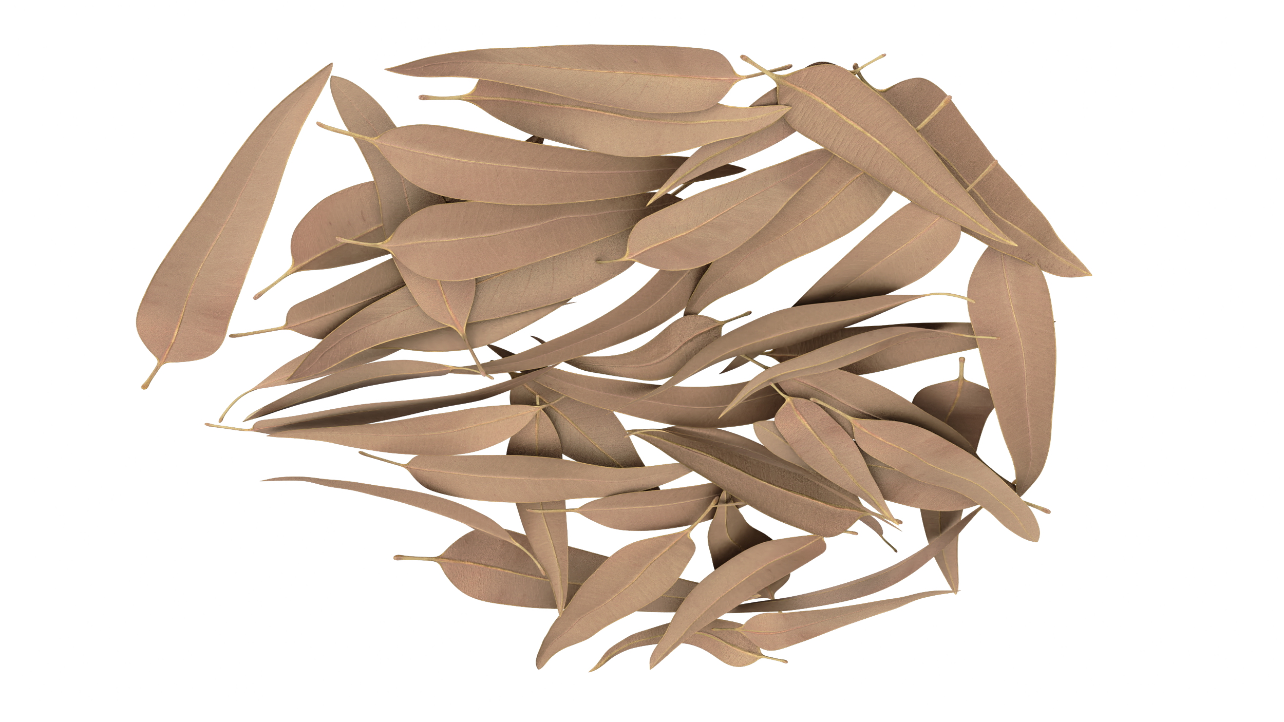 Heap of Dry Eucalyptus Leaves 3D model