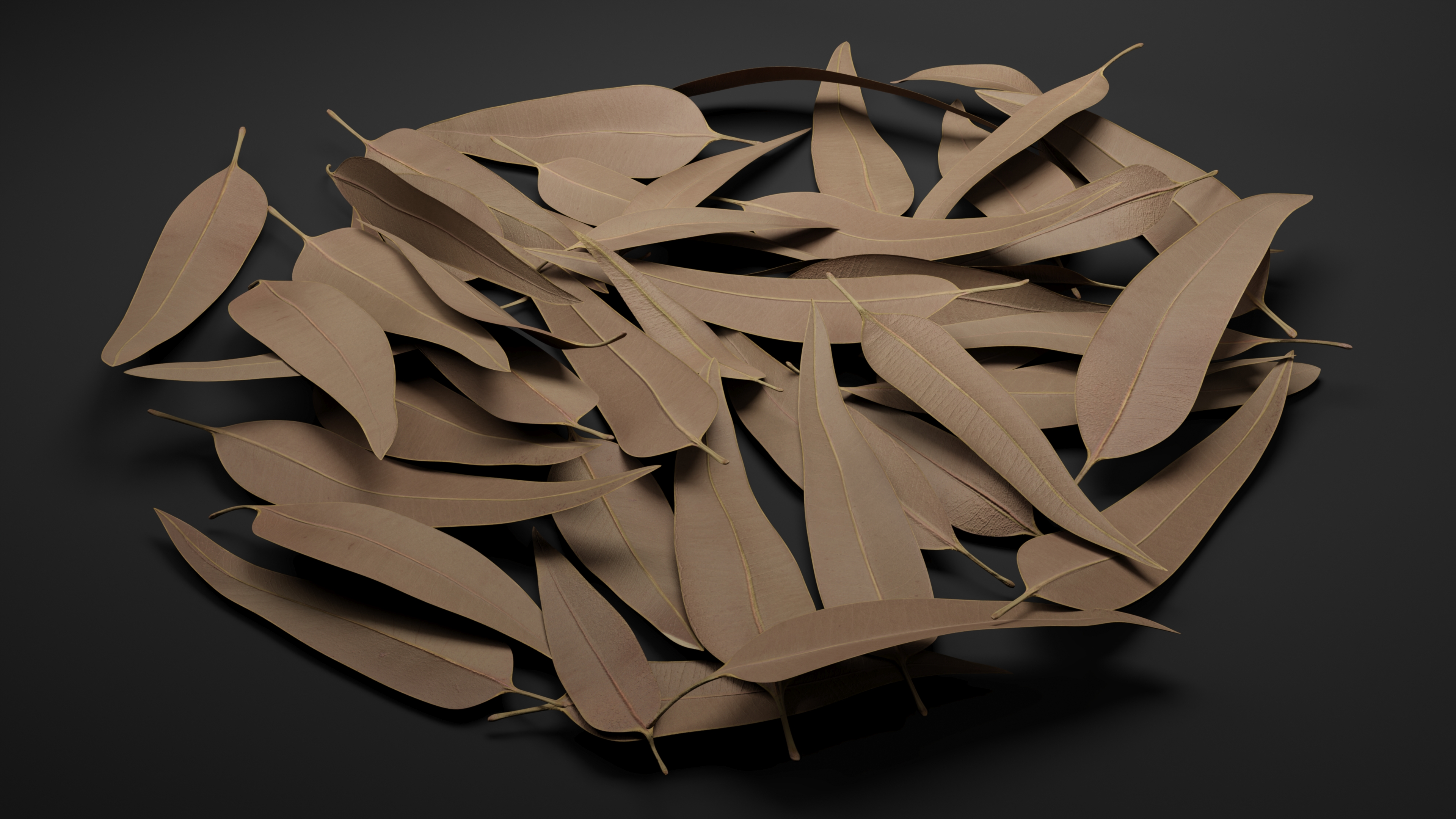 Heap of Dry Eucalyptus Leaves 3D model