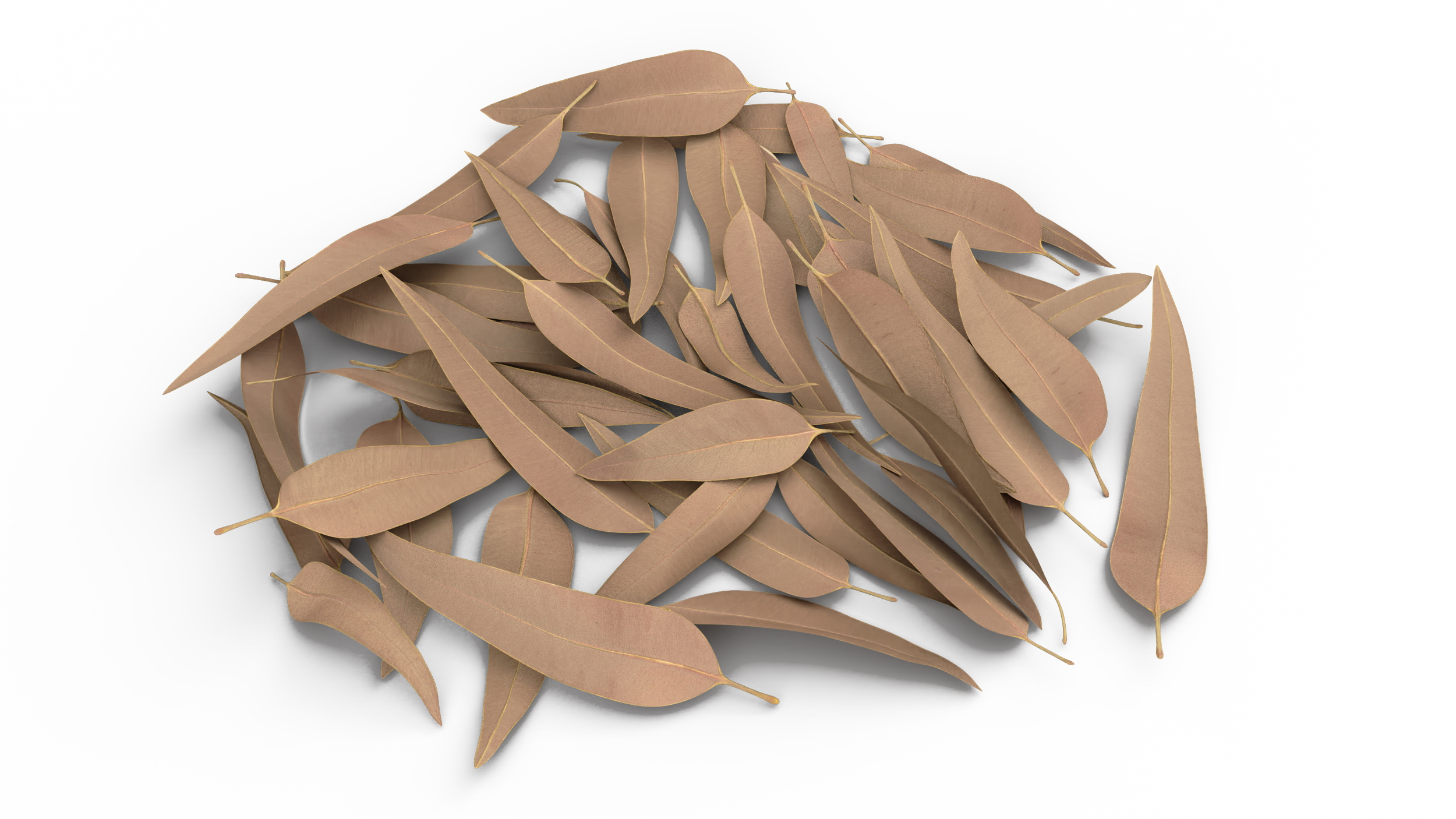 Heap of Dry Eucalyptus Leaves 3D model