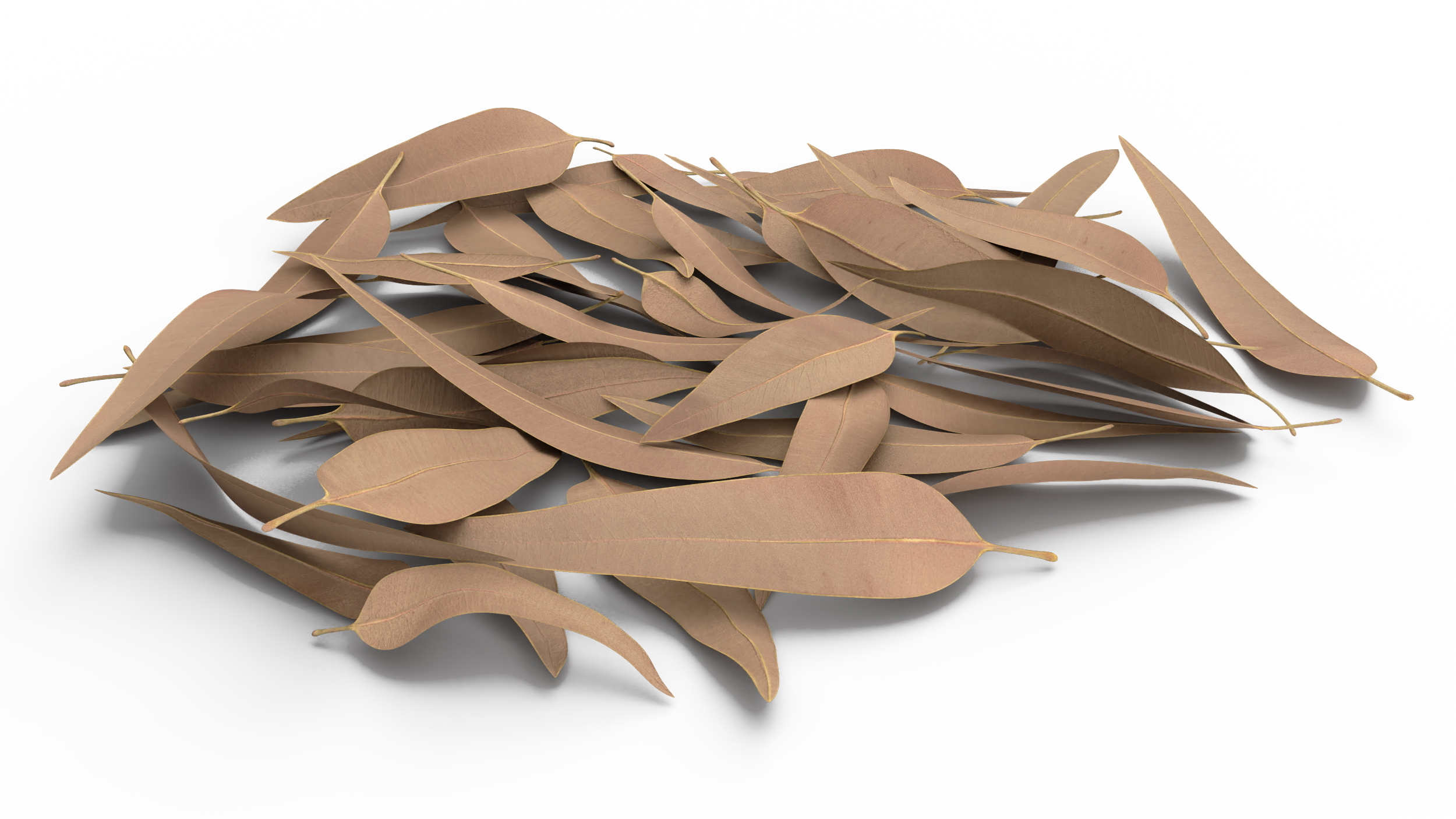 Heap of Dry Eucalyptus Leaves 3D model