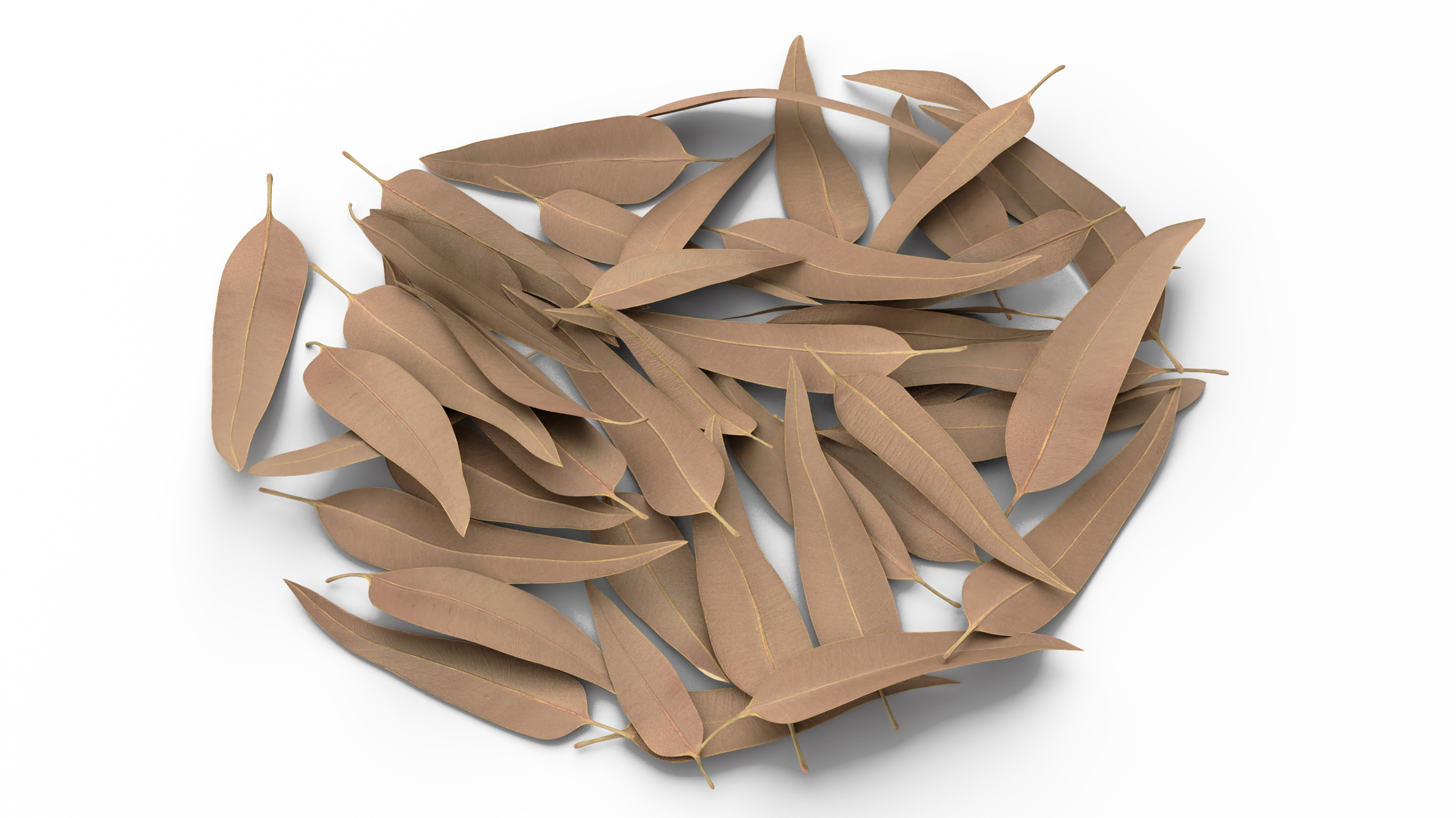 Heap of Dry Eucalyptus Leaves 3D model
