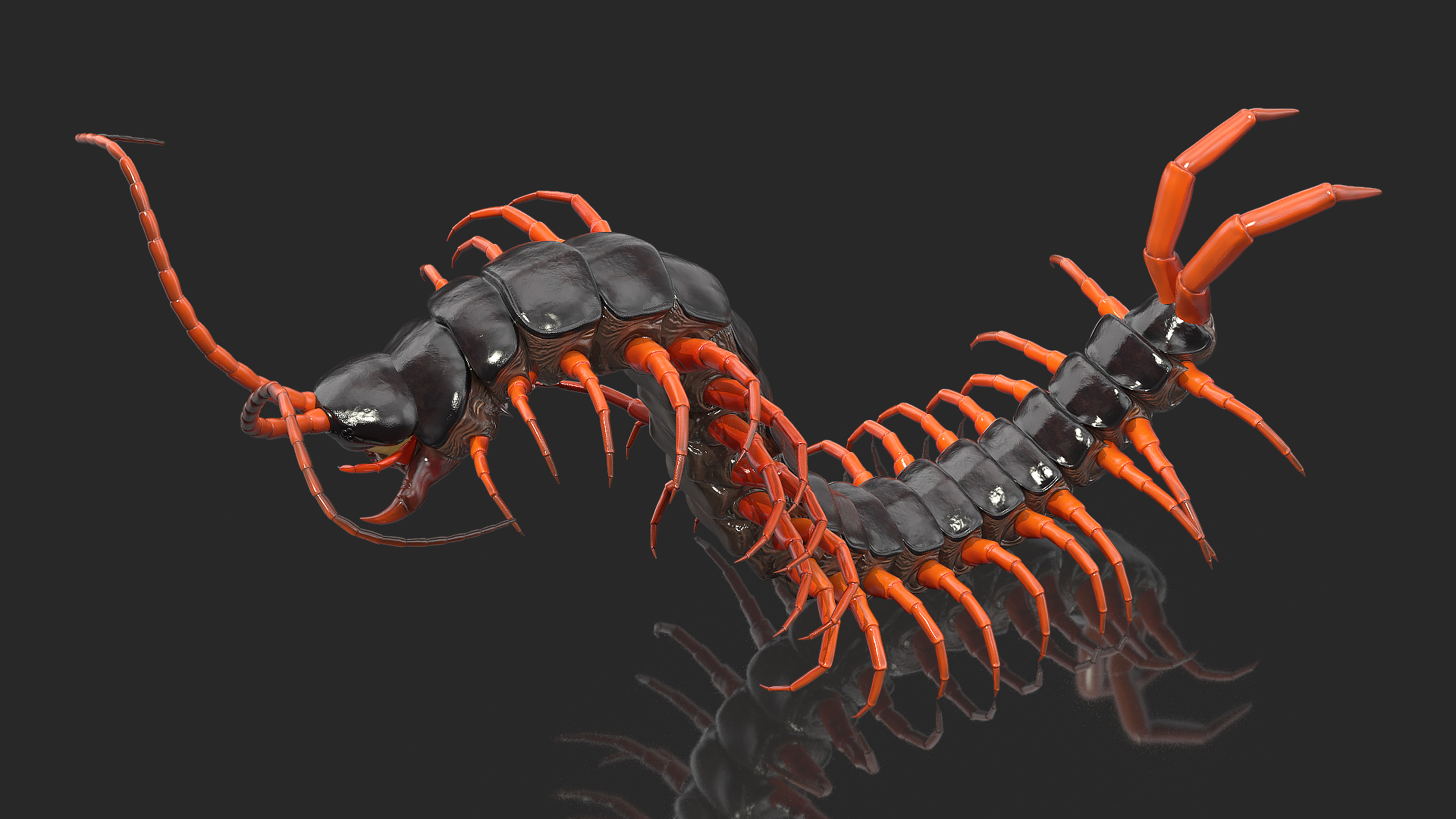 3D model Scolopendra Subspinipes Rigged