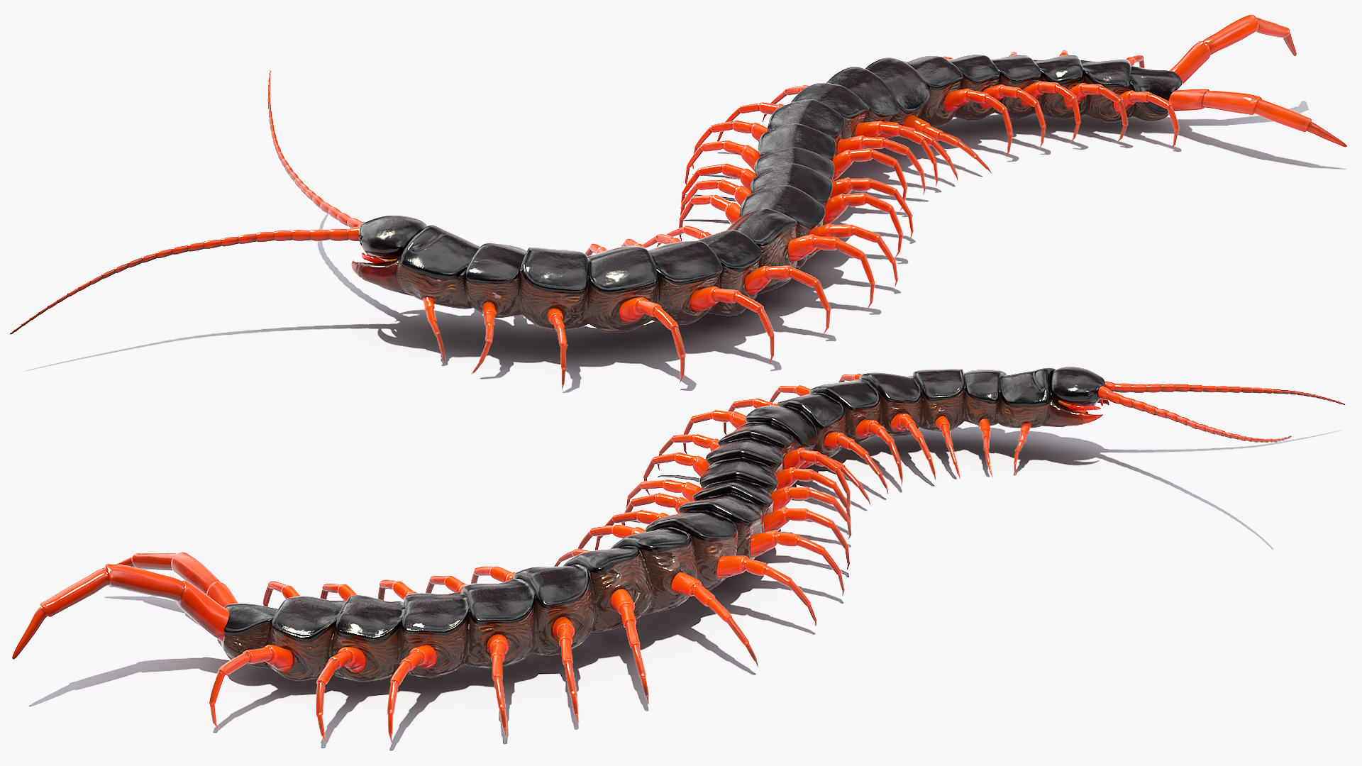 3D model Scolopendra Subspinipes Rigged