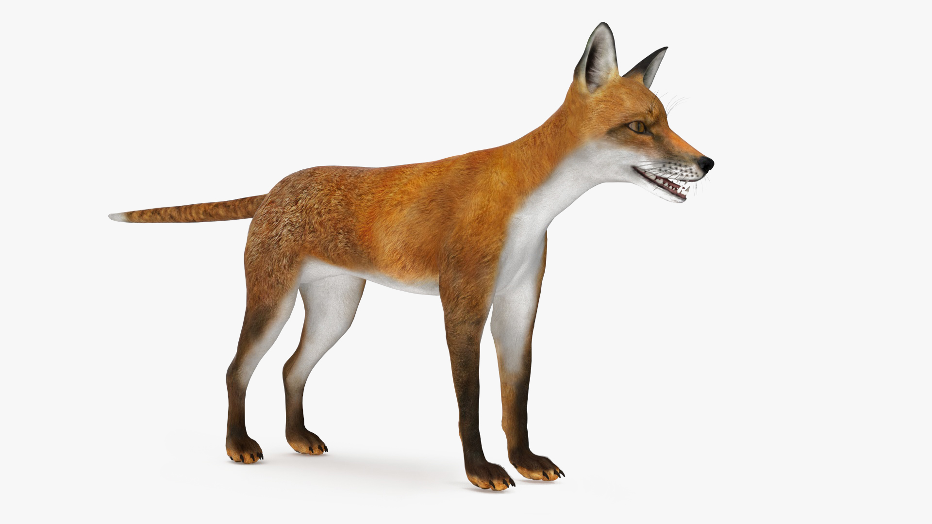 Vulpes Vulpes Basic Pose 3D model