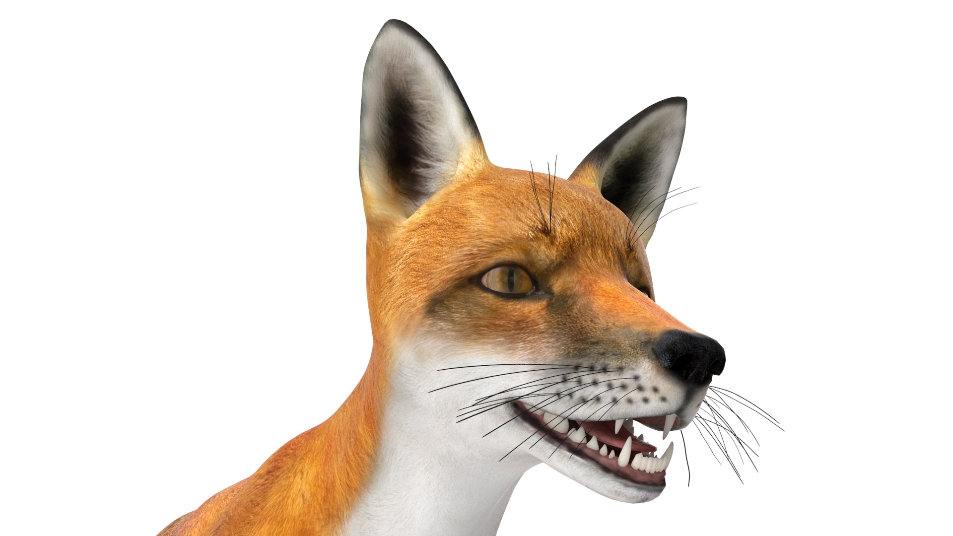 Vulpes Vulpes Basic Pose 3D model