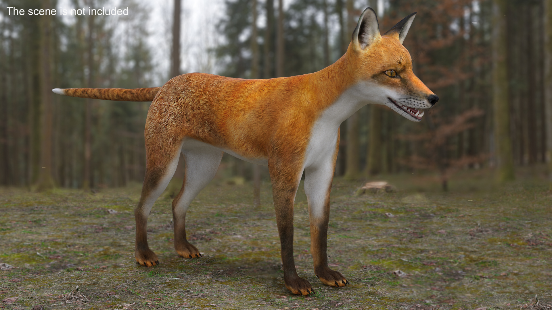 Vulpes Vulpes Basic Pose 3D model