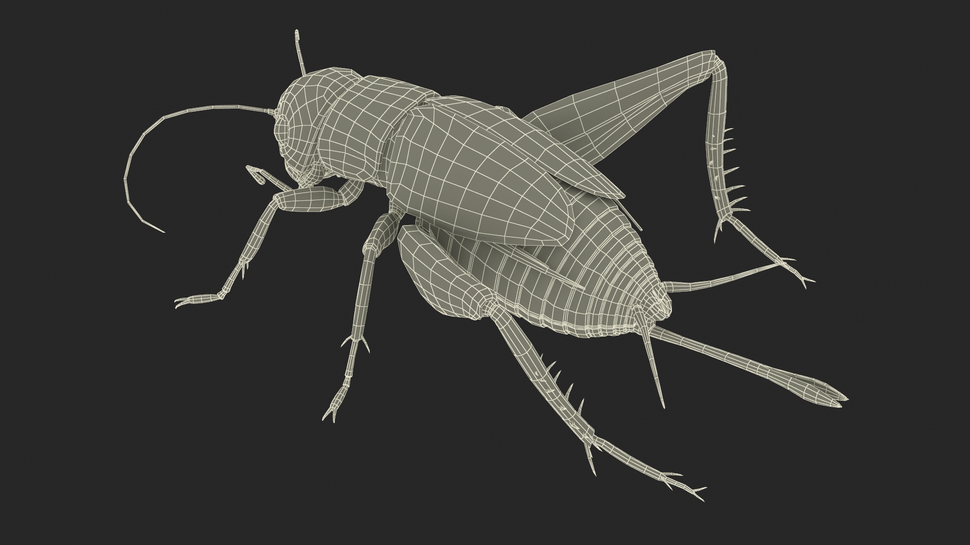 Field Cricket Standart Pose 3D
