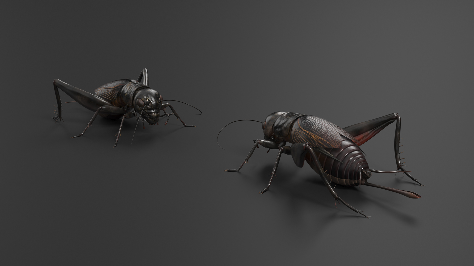 Field Cricket Standart Pose 3D