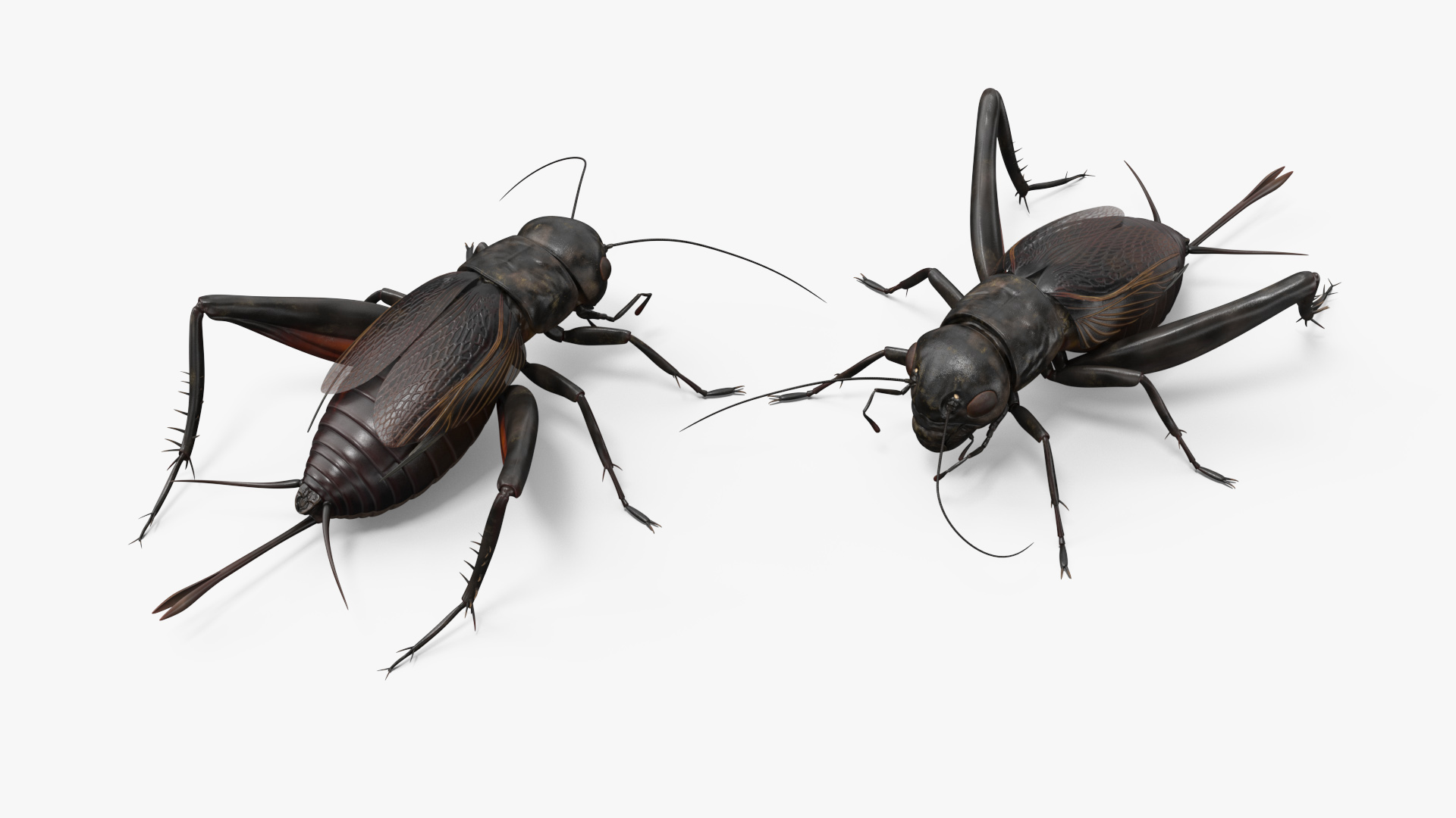 Field Cricket Standart Pose 3D