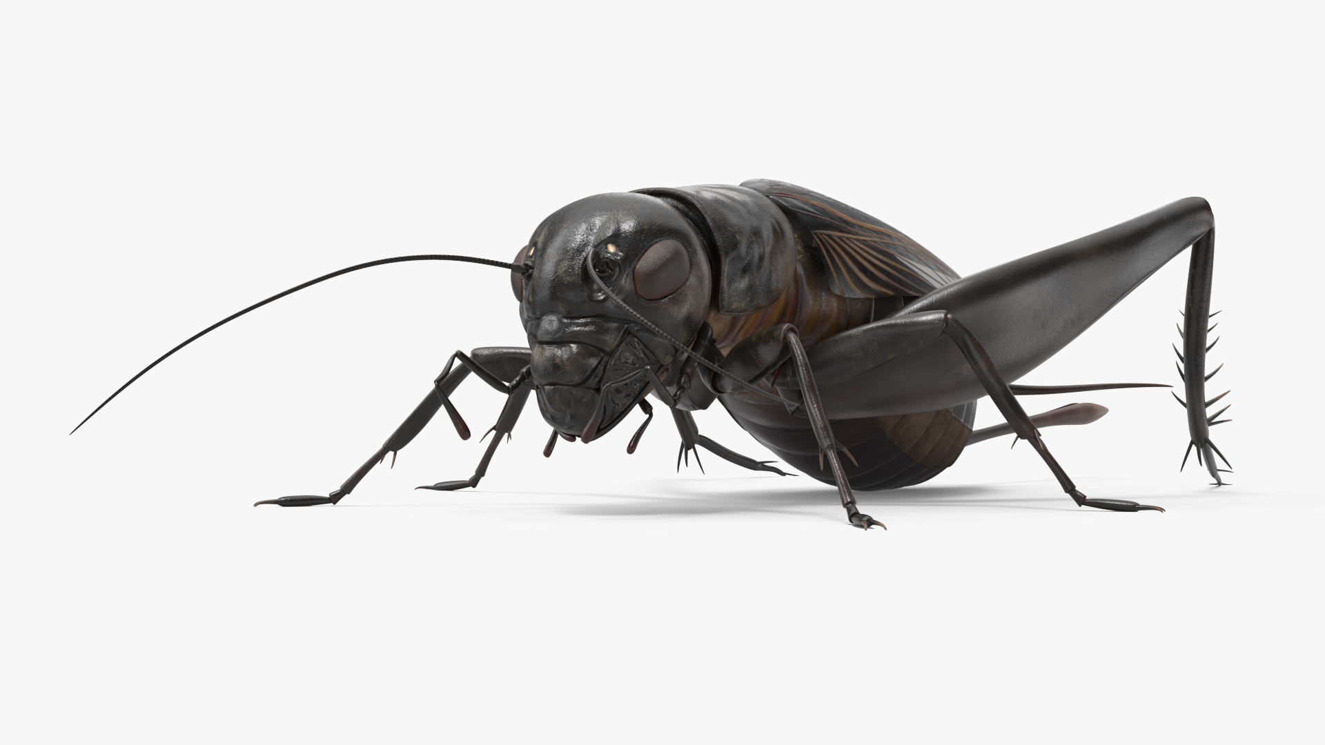 Field Cricket Standart Pose 3D