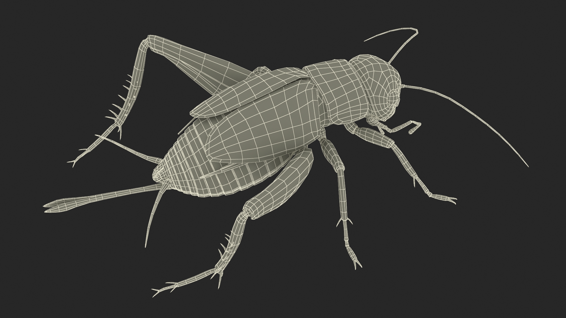 Field Cricket Standart Pose 3D