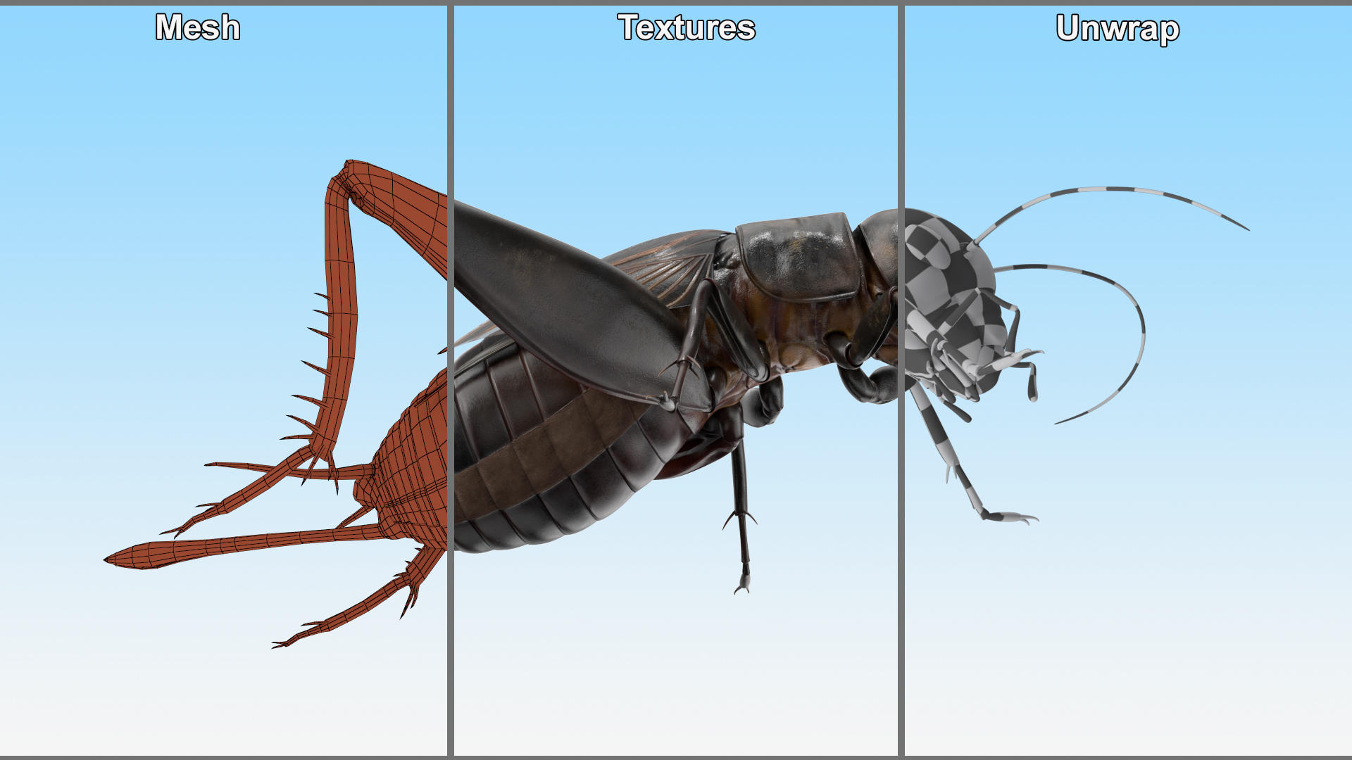Field Cricket Standart Pose 3D