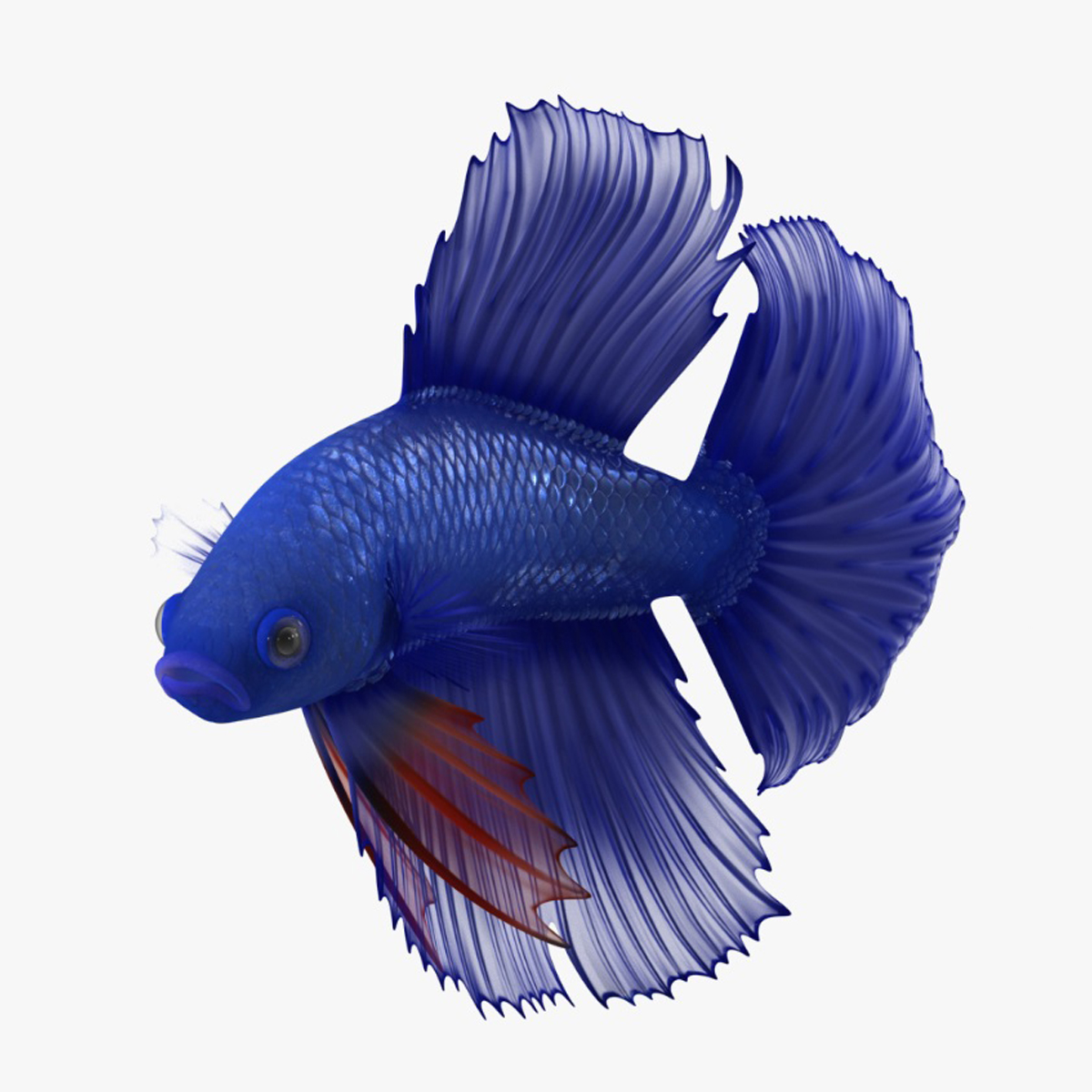 3D Blue Betta Fish Rigged for Maya