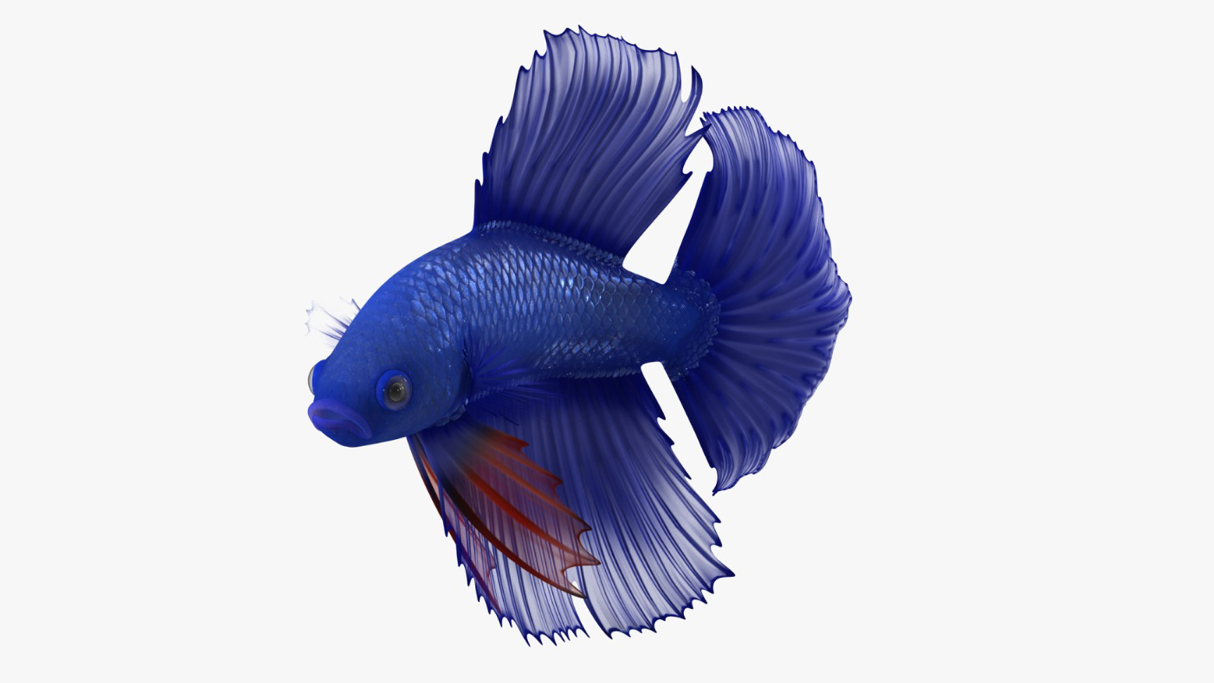 3D Blue Betta Fish Rigged for Maya
