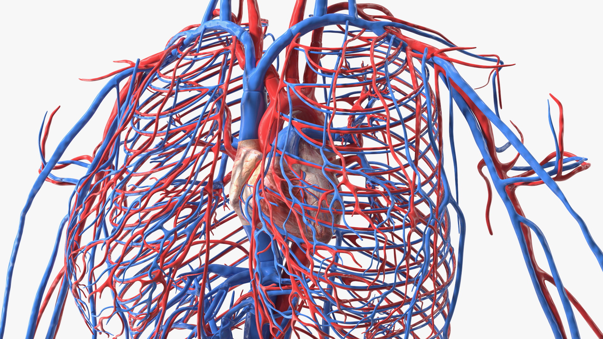 3D Girl Circulatory System model