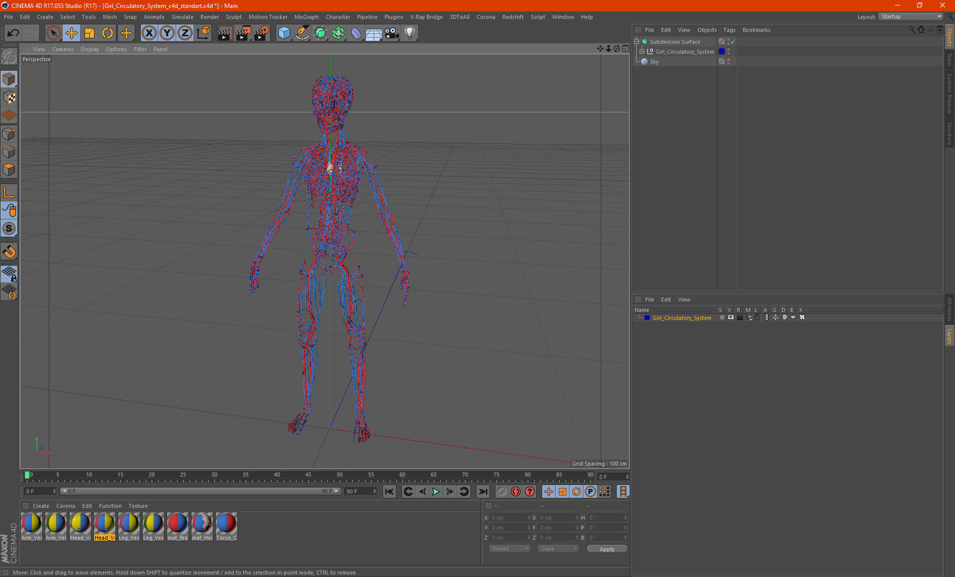 3D Girl Circulatory System model