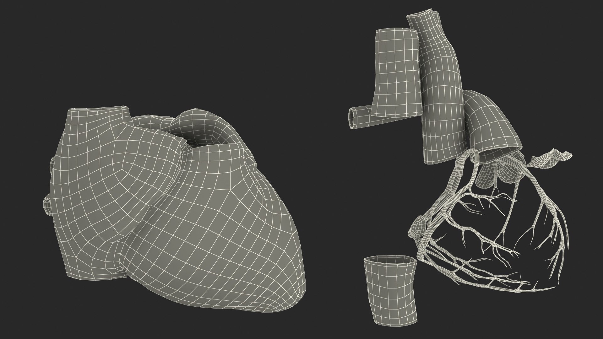 3D Girl Circulatory System model