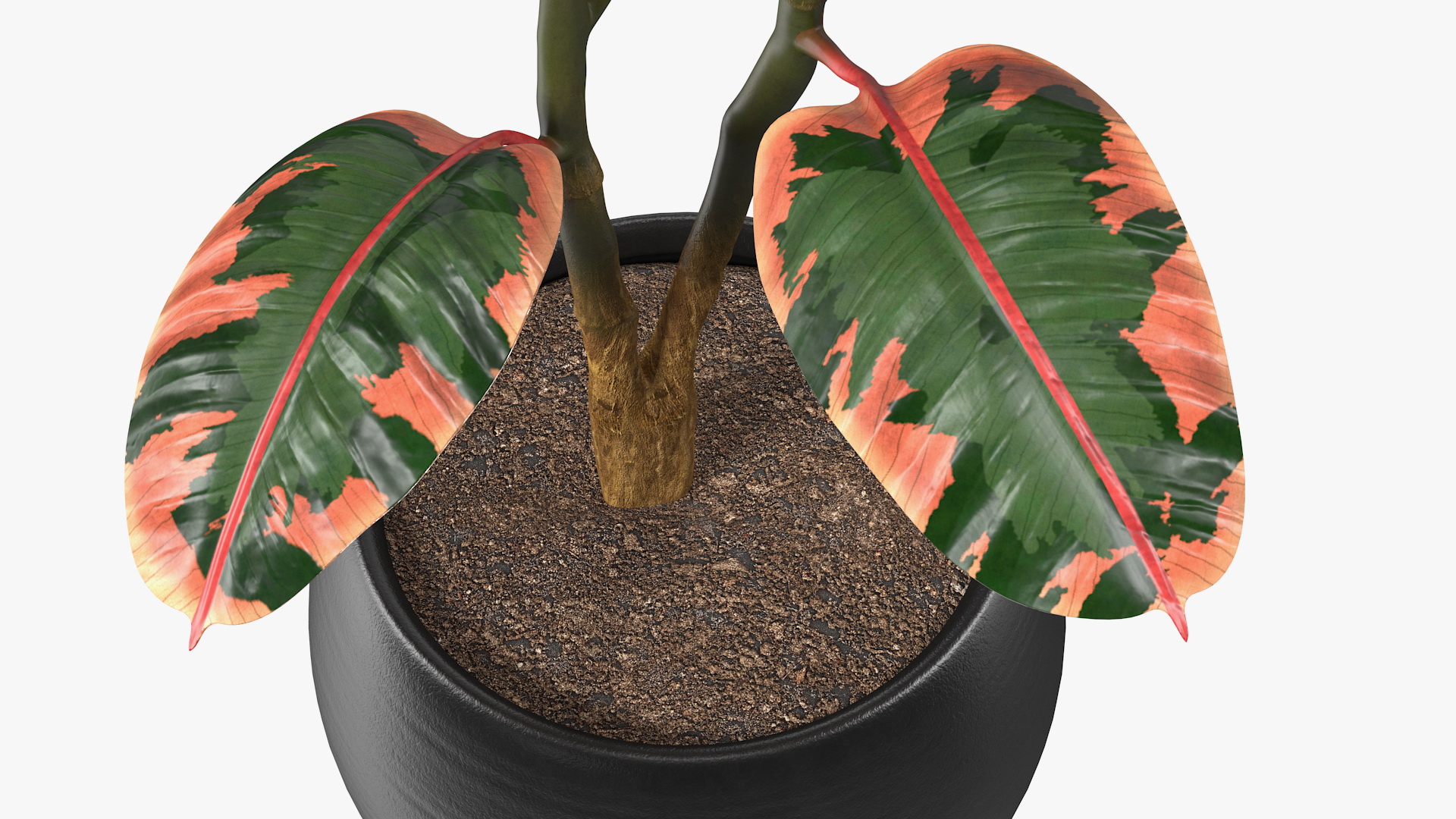 3D Rubber Tree Ruby in Pot model