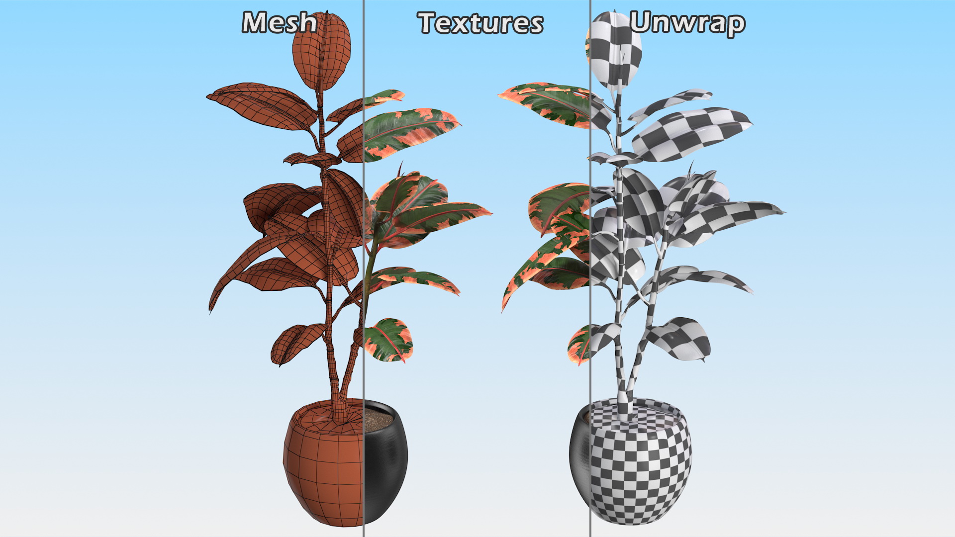 3D Rubber Tree Ruby in Pot model
