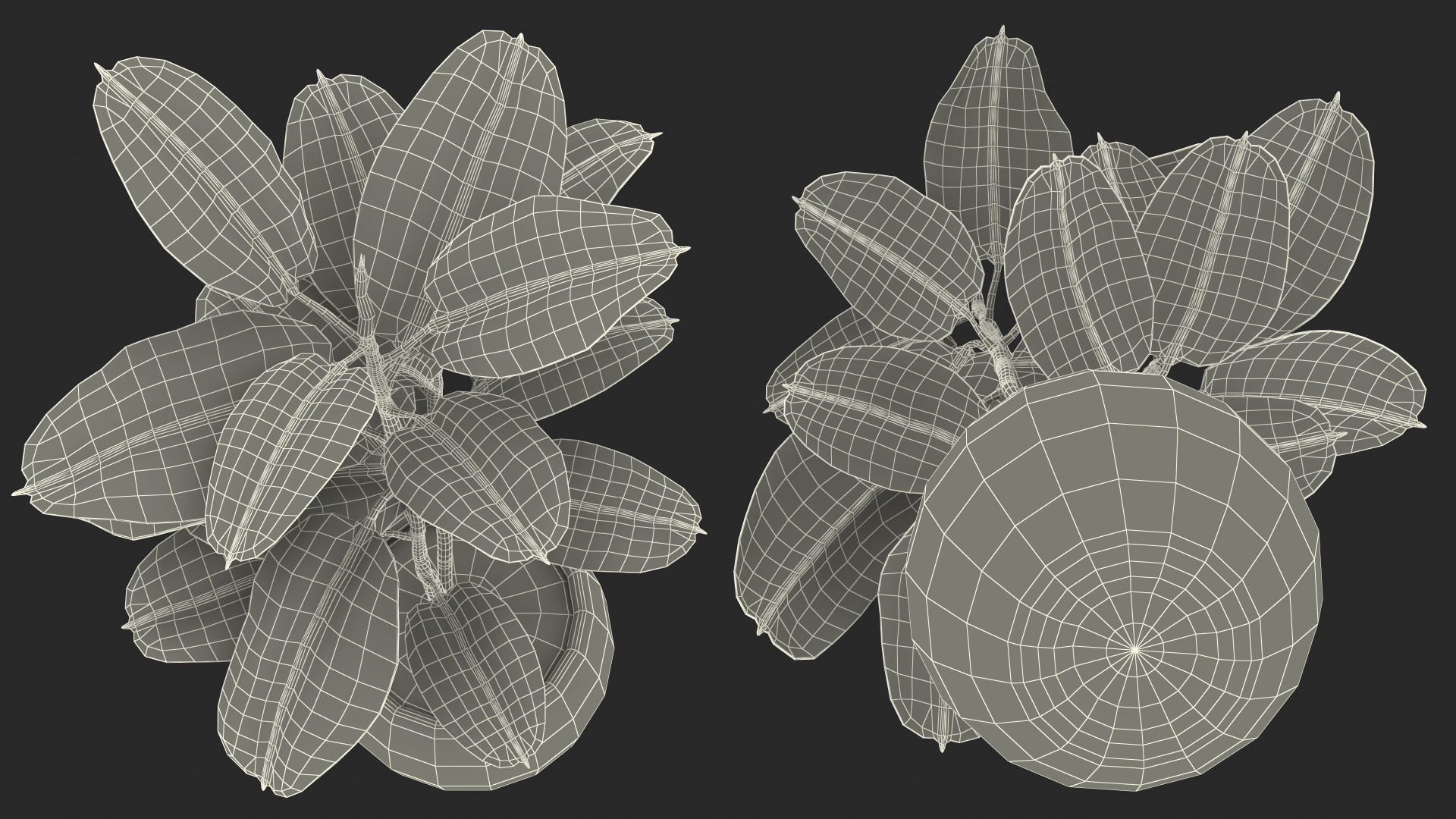 3D Rubber Tree Ruby in Pot model